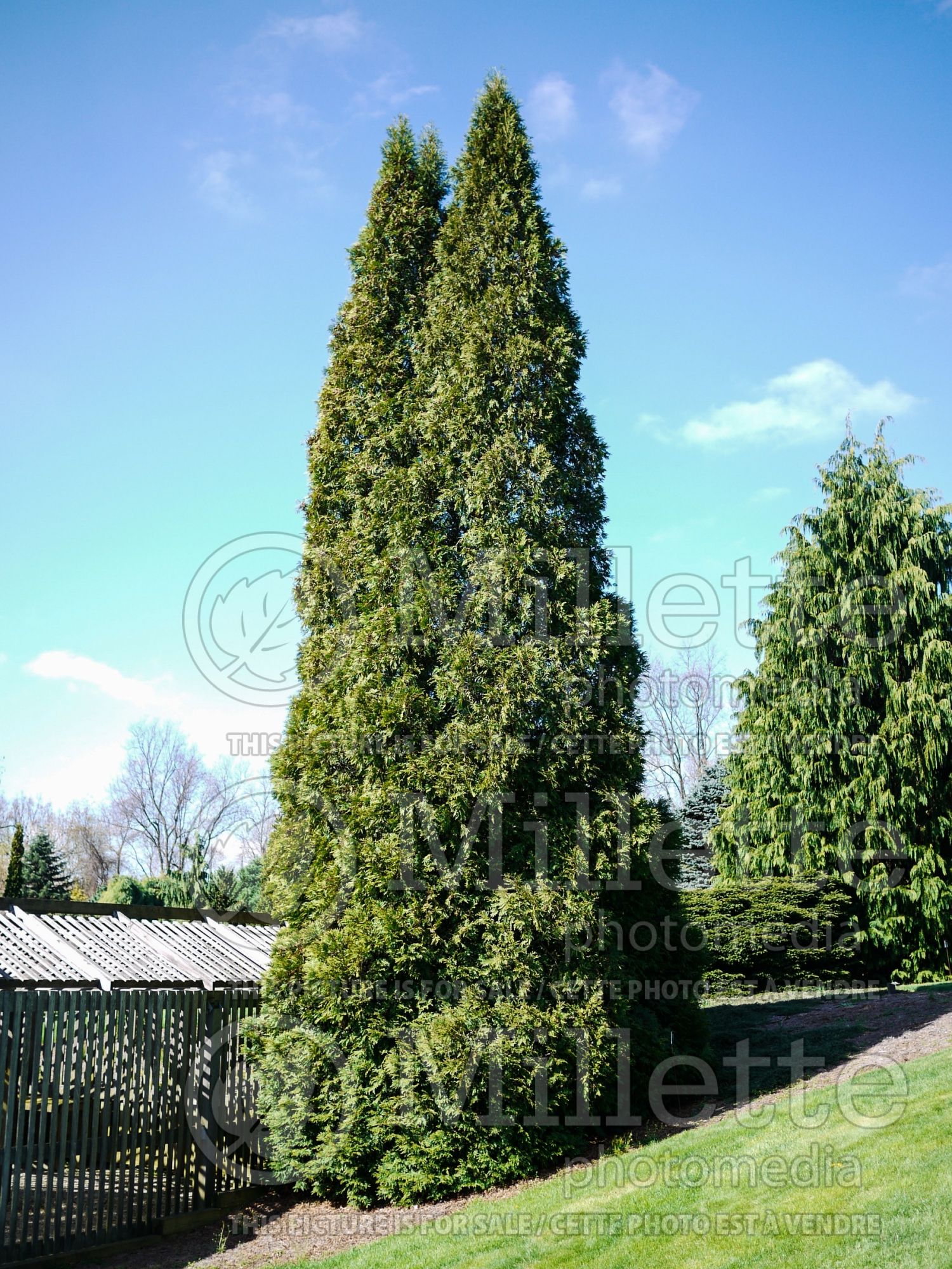 Thuja aka Thuya Hetz Wintergreen (Eastern Arborvitae conifer) 2