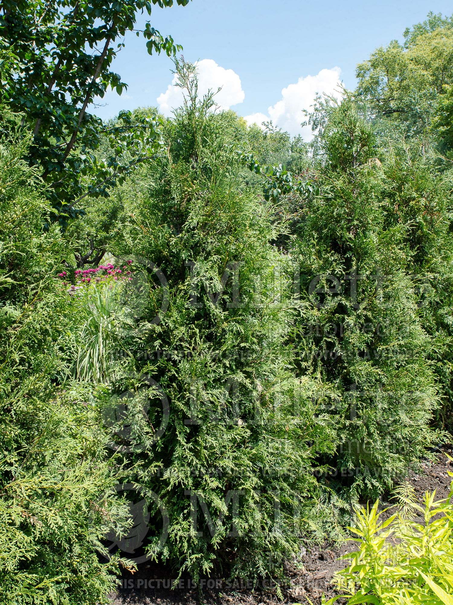 Thuja aka Thuya Hetz Wintergreen (Eastern Arborvitae conifer) 3