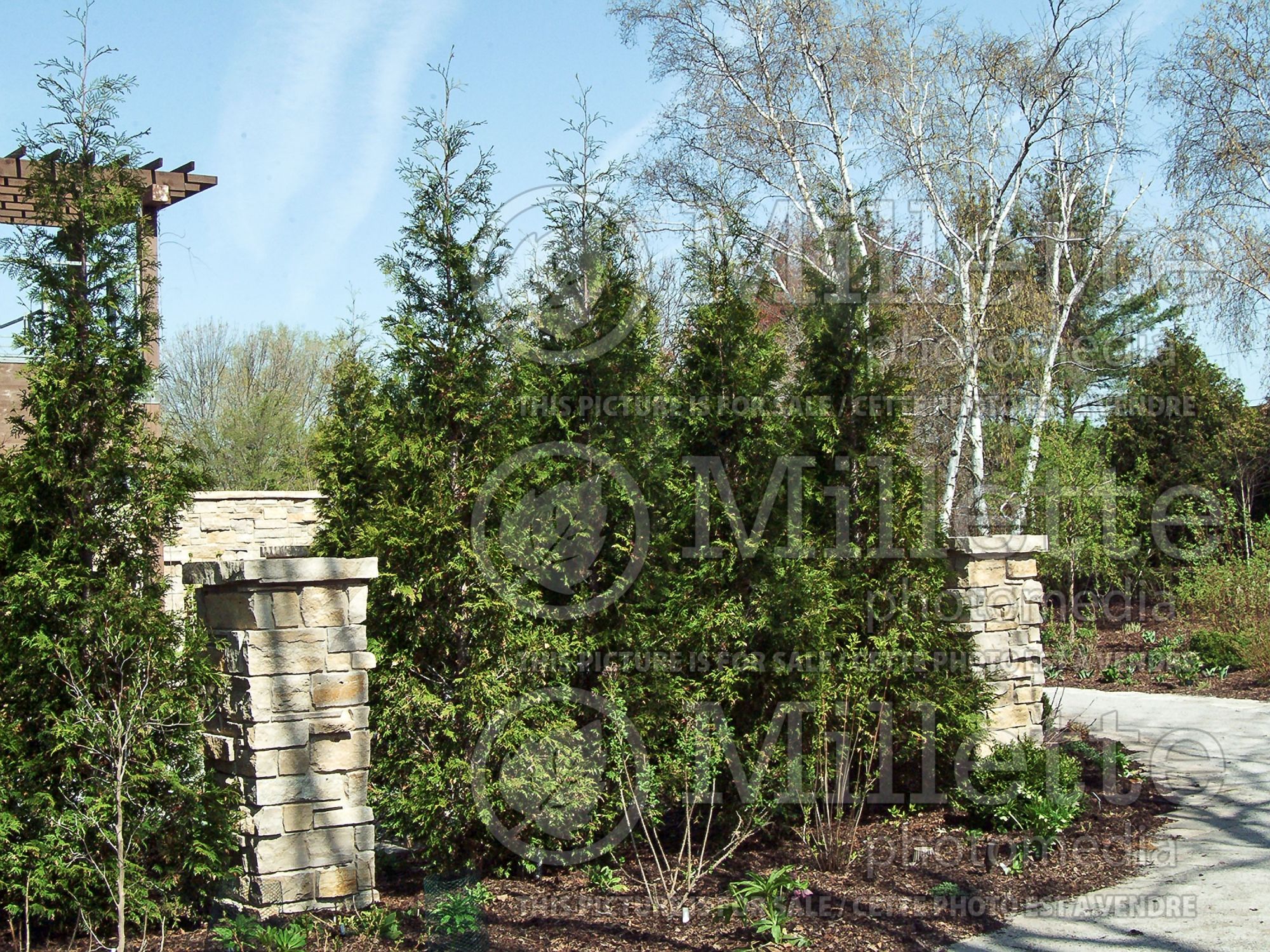 Thuja aka Thuya Hetz Wintergreen (Eastern Arborvitae conifer) 4