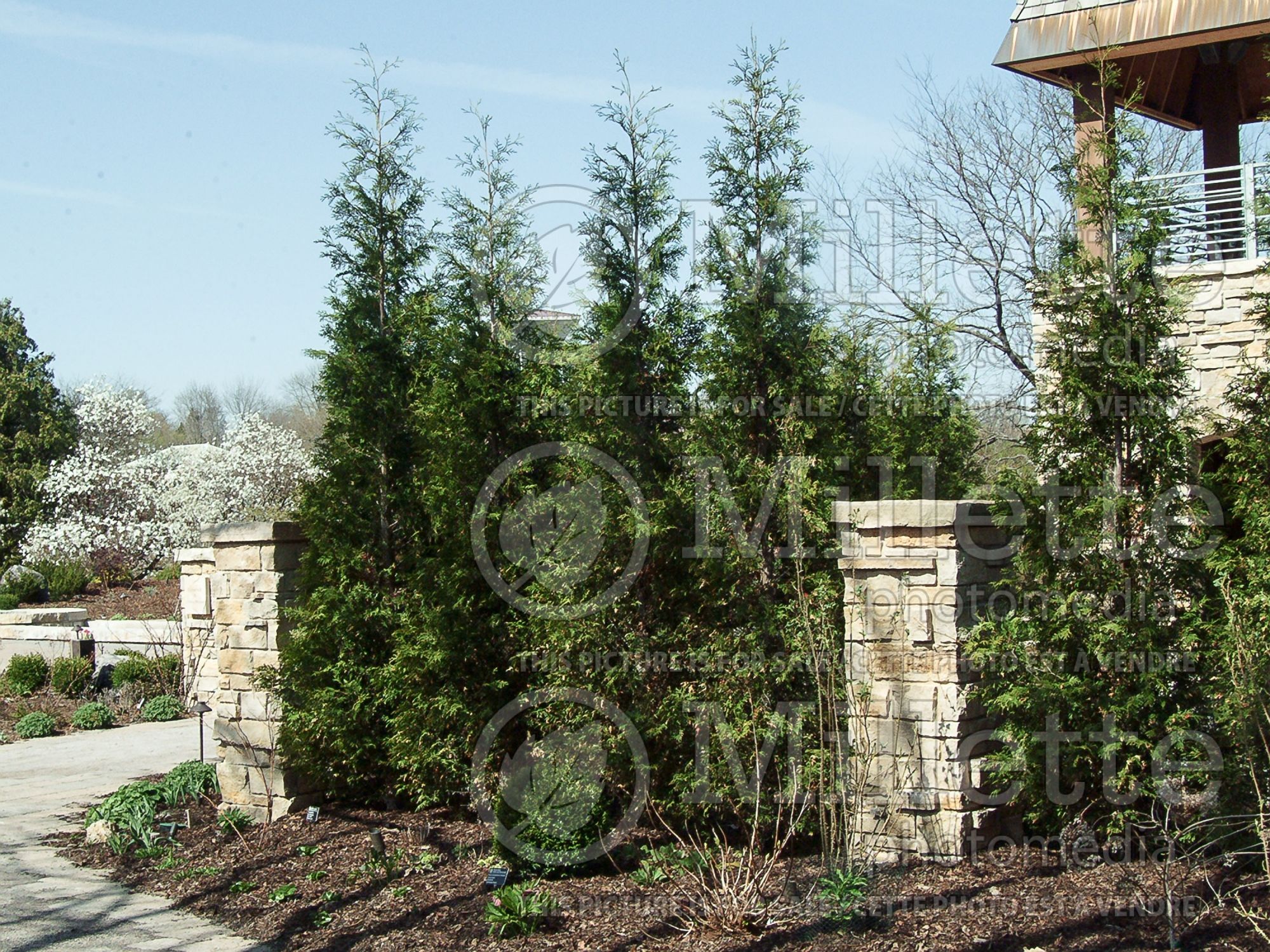 Thuja aka Thuya Hetz Wintergreen (Eastern Arborvitae conifer) 5