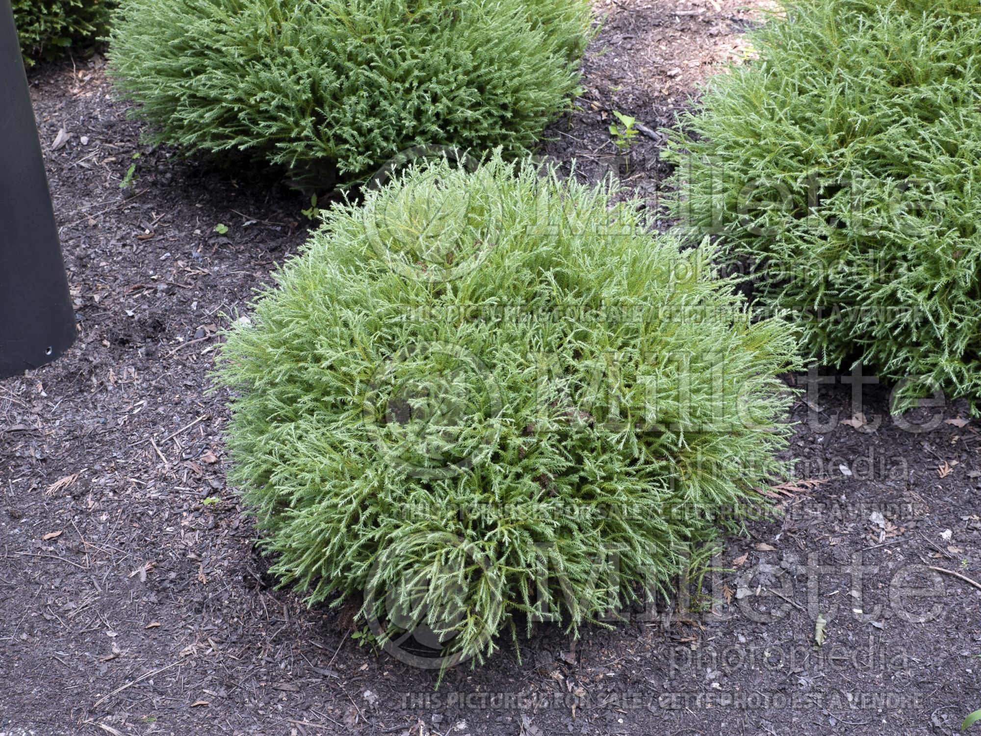 Thuja aka Thuya Pancake (Eastern Arborvitae conifer) 1