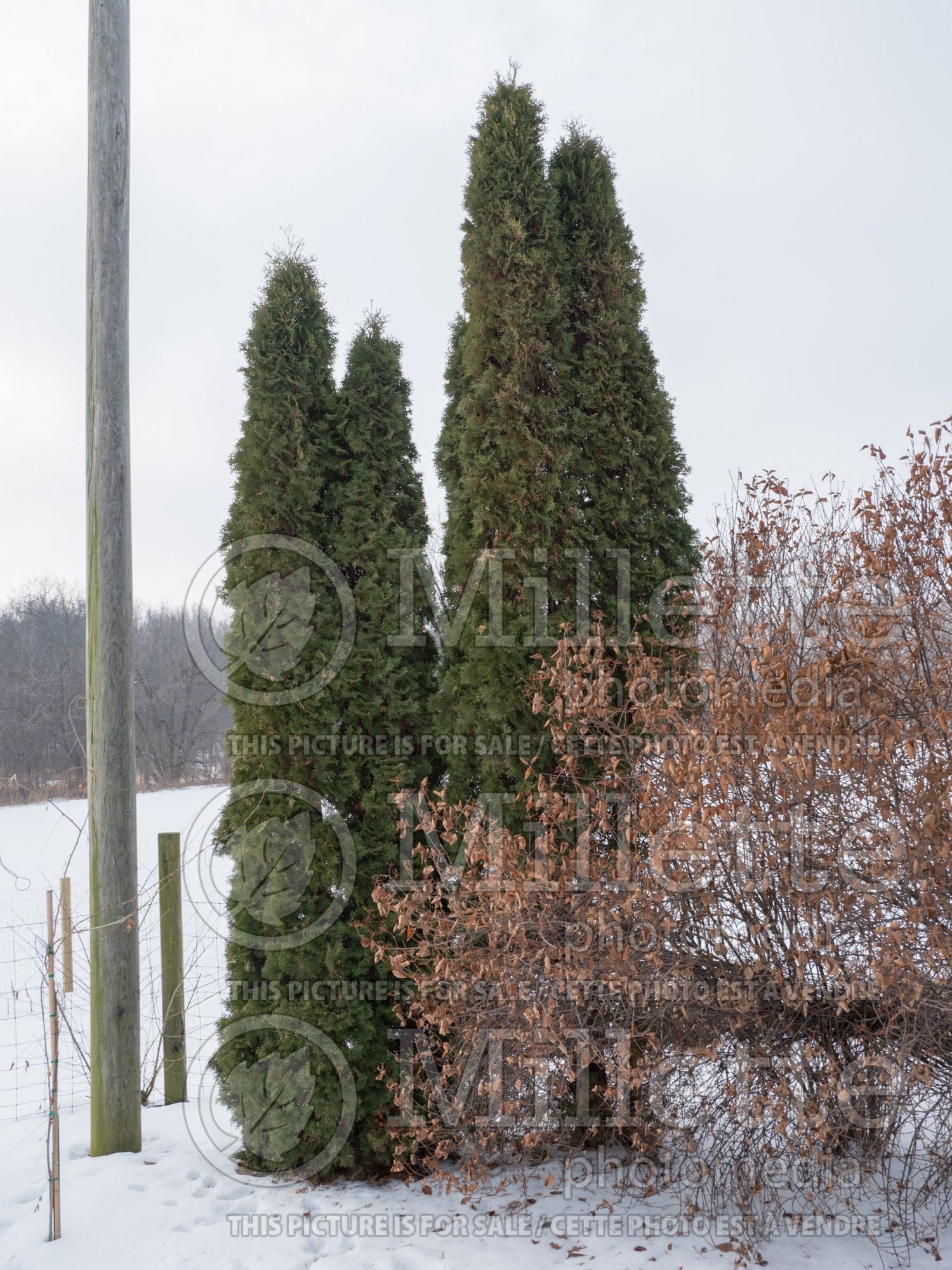 Thuja aka Thuya Pyramidalis (Eastern Arborvitae conifer) 3