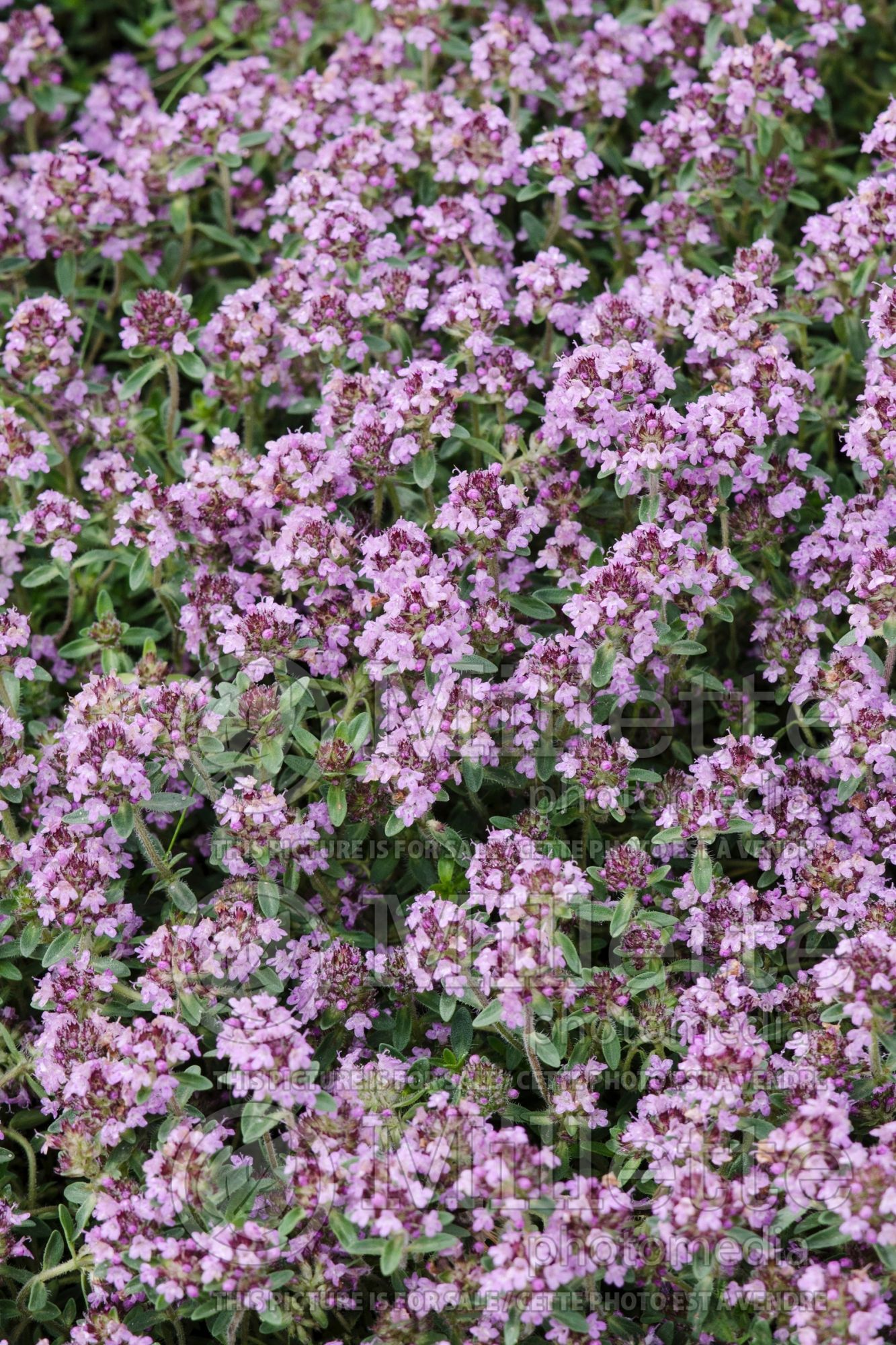 Thymus Pink Chintz (Thyme) 2