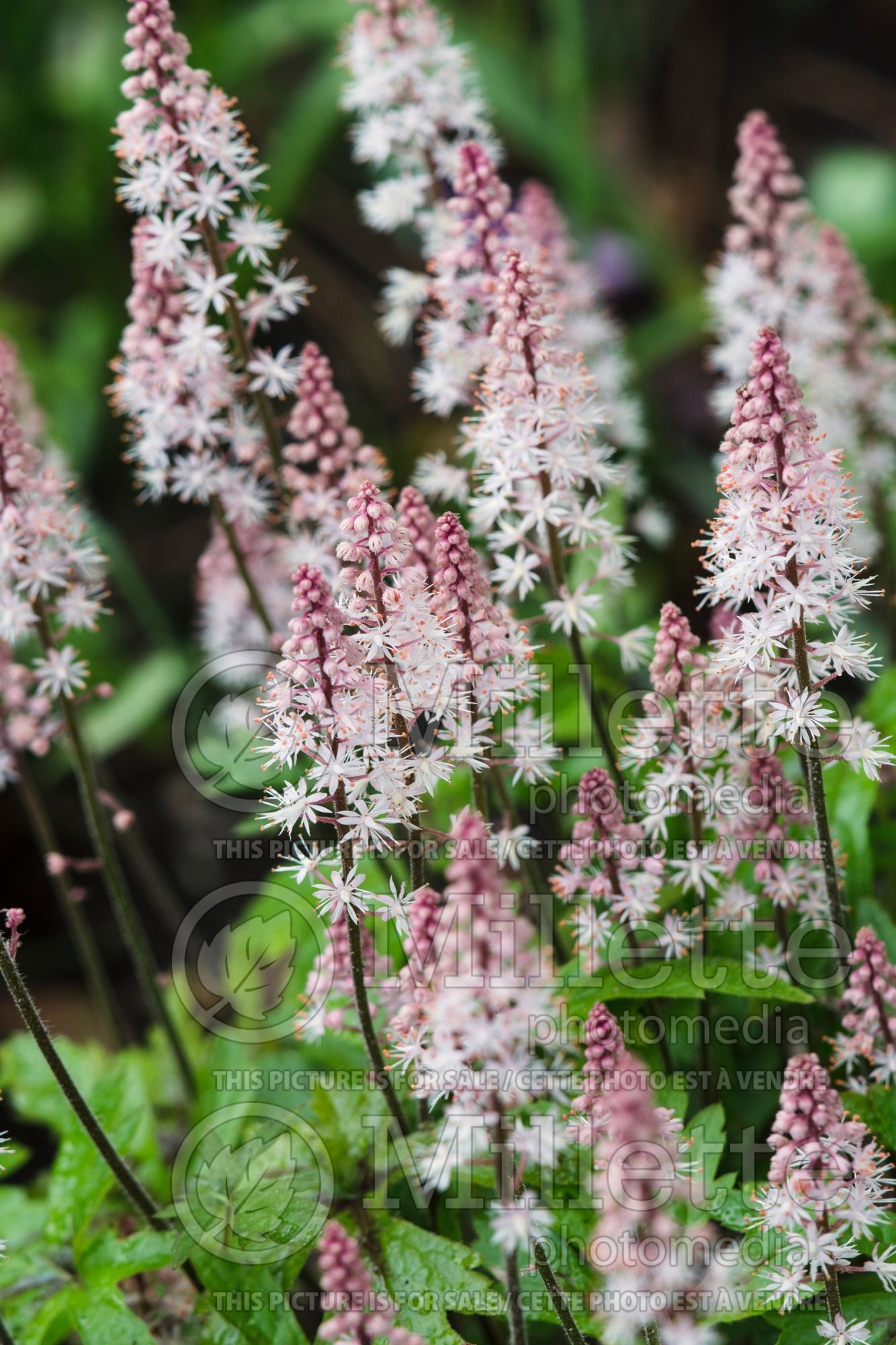 Tiarella Pink Skyrocket (Foam flower) 6