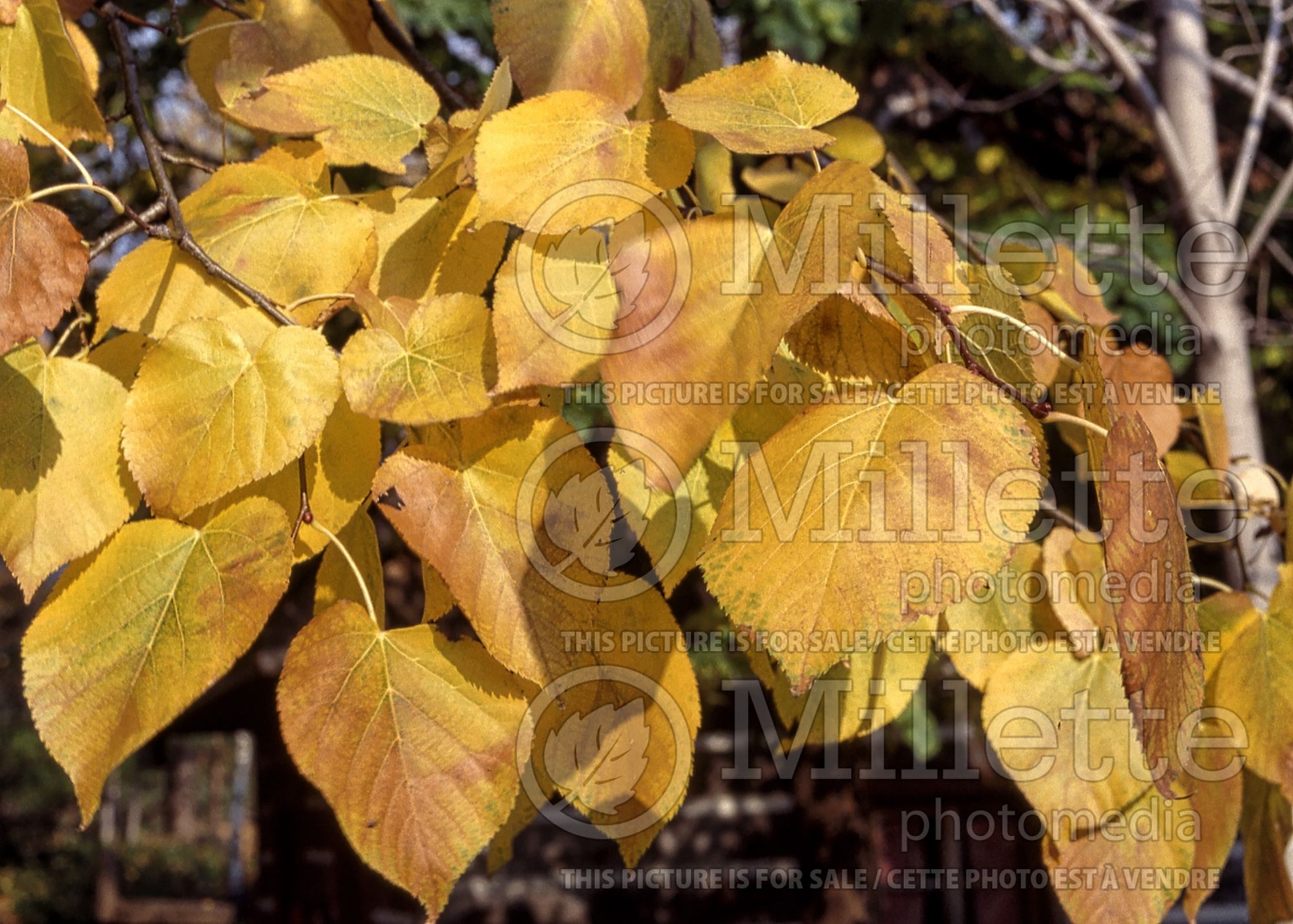 Tilia americana (American basswood) 5