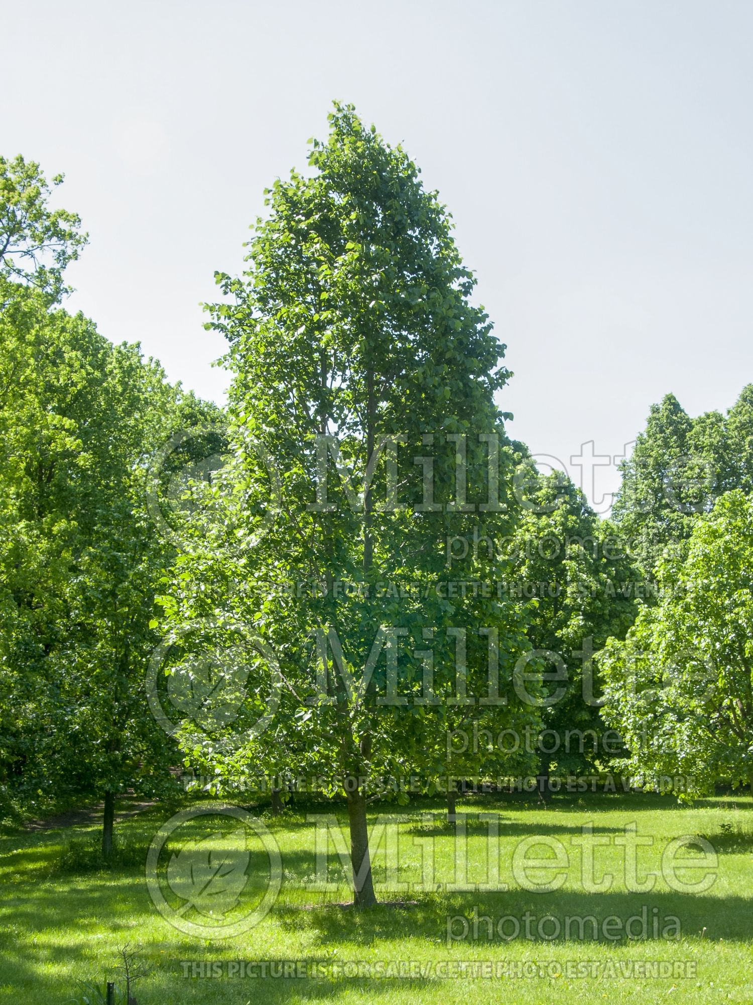 Tilia Boulevard (American Linden) 2