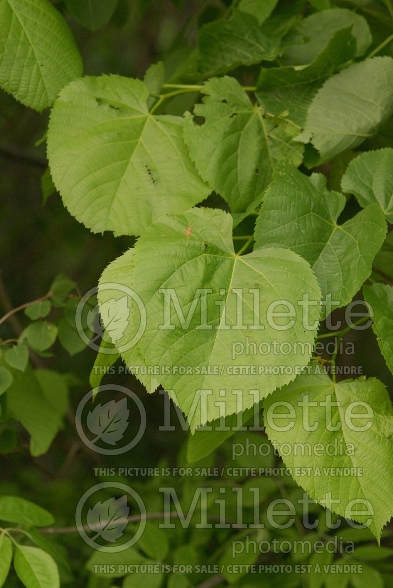 Tilia americana (American basswood) 6