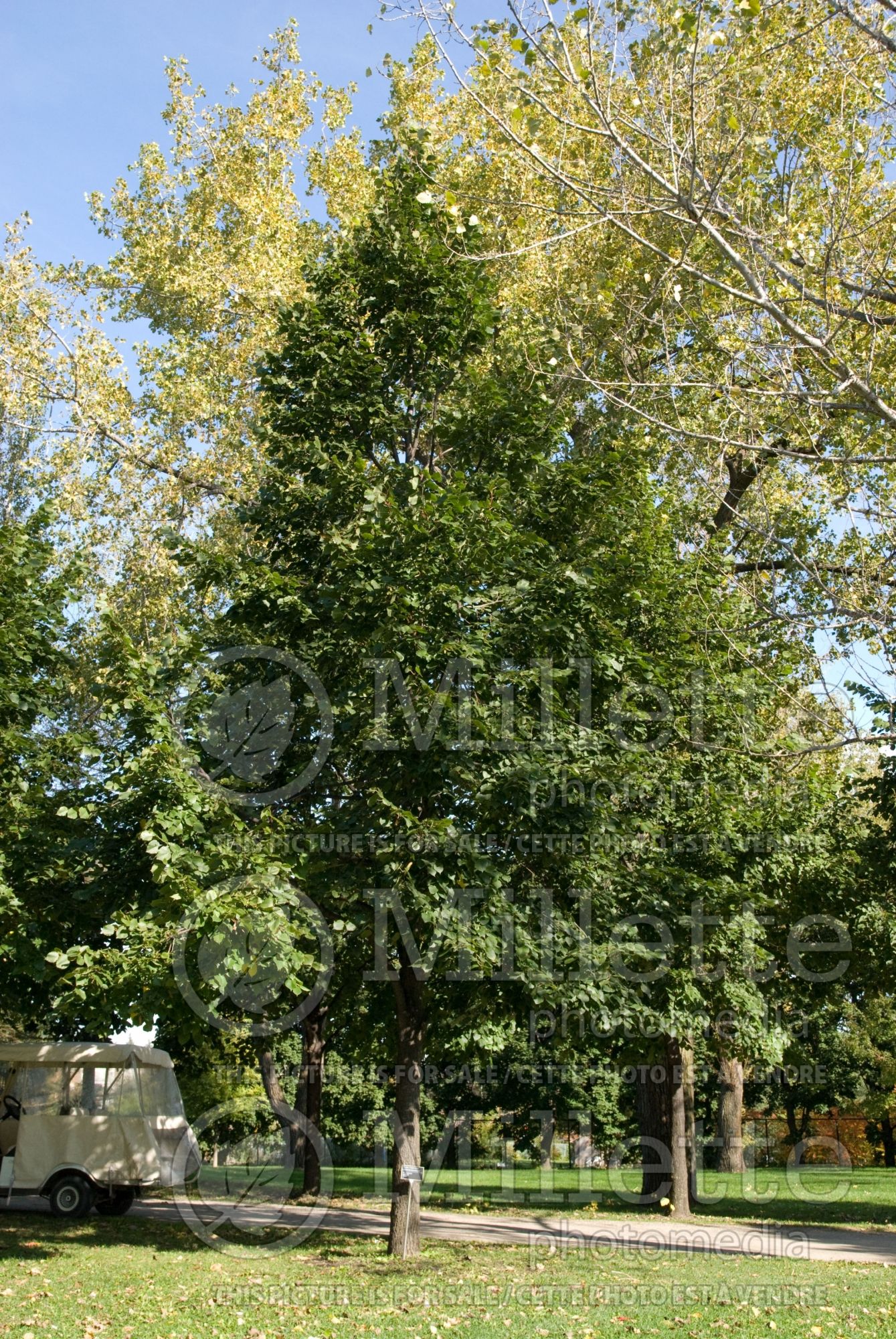 Tilia Redmond (Linden) 3