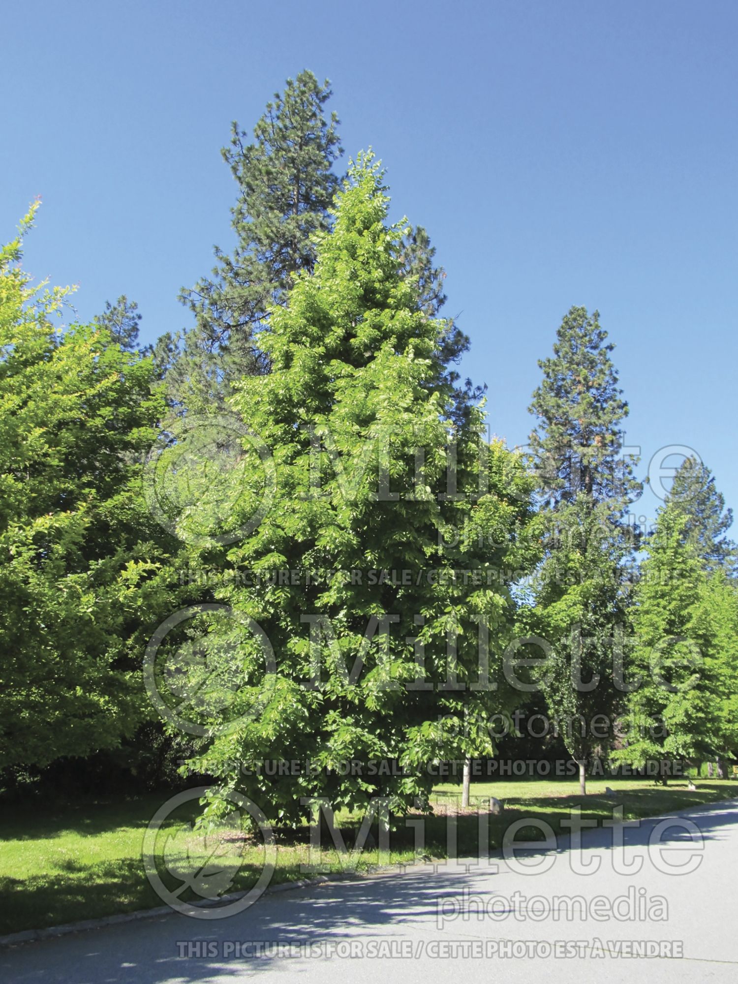 Tilia Redmond (Linden) 6