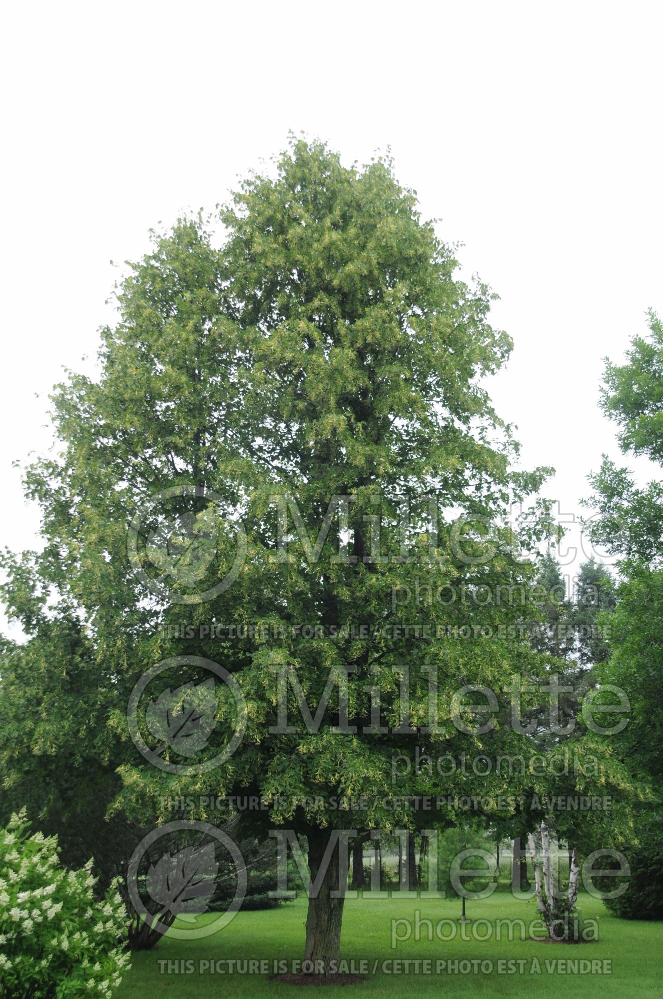 Tilia americana (American basswood) 7