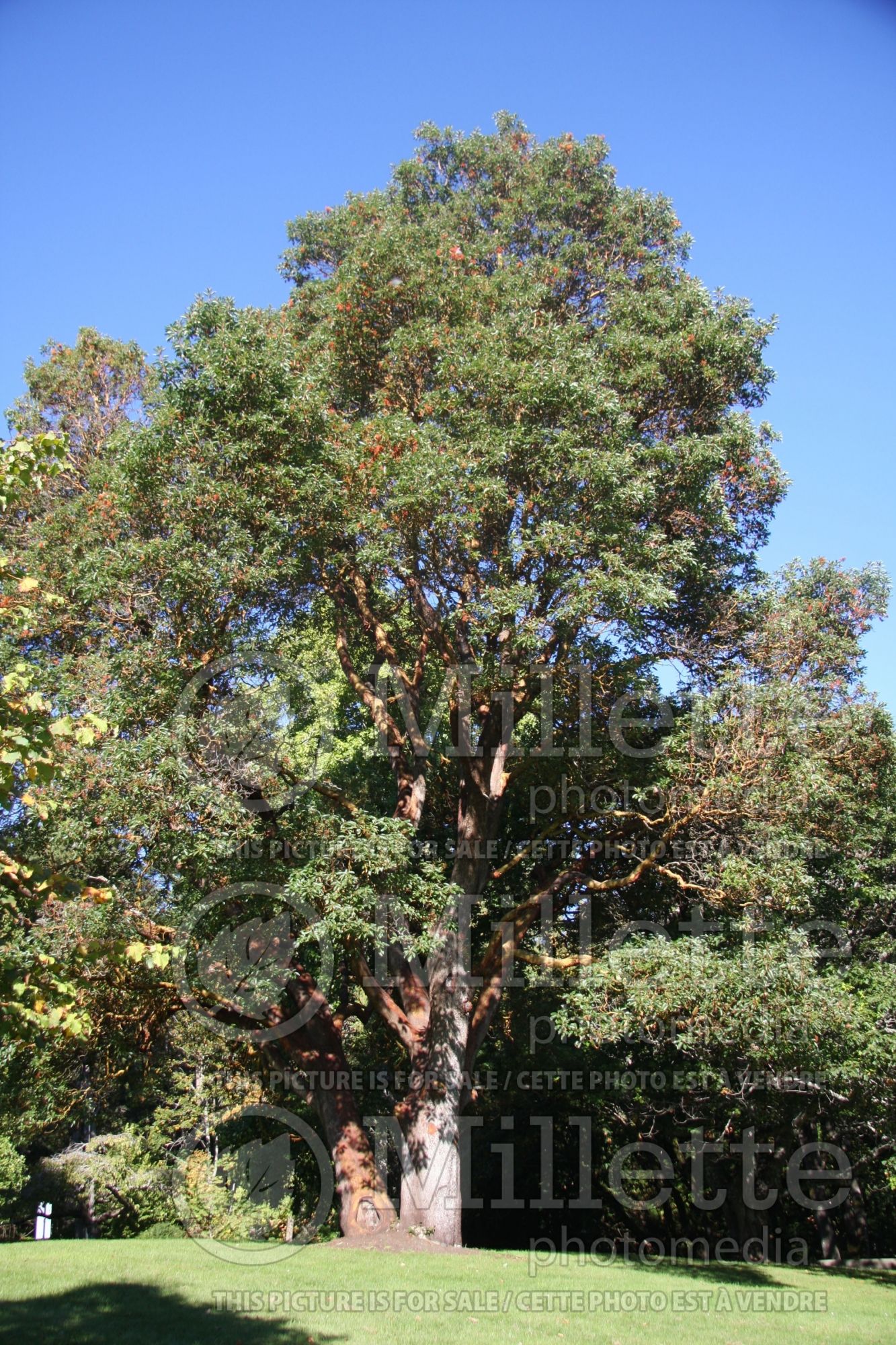 Tilia cordata (littleleaf linden) 3