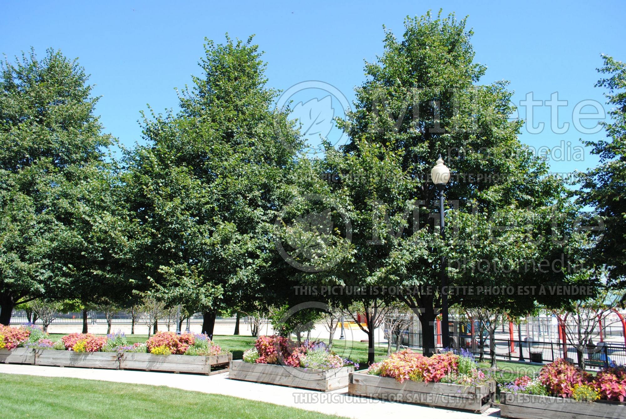 Tilia cordata (littleleaf linden) 2