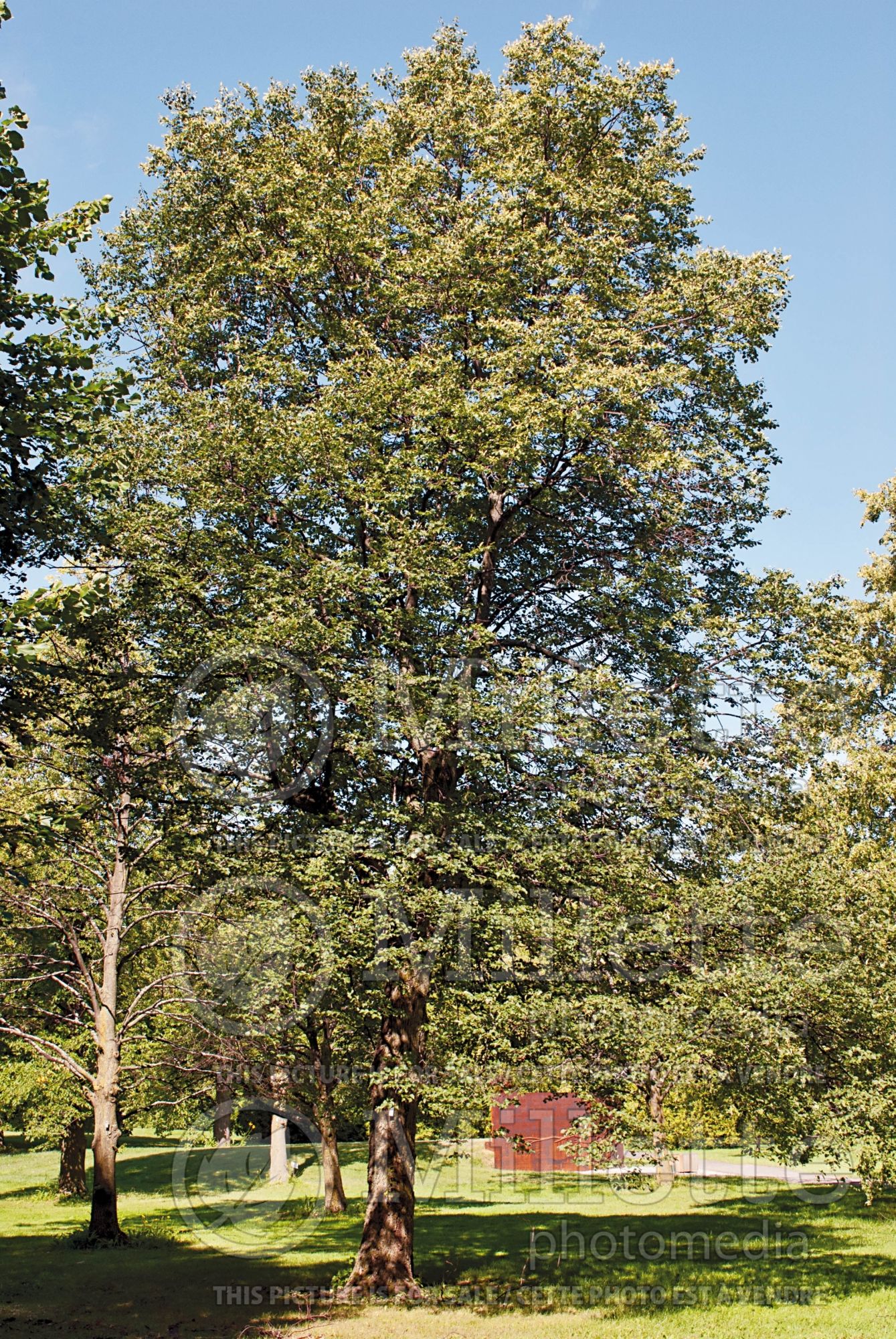 Tilia cordata (littleleaf linden) 4