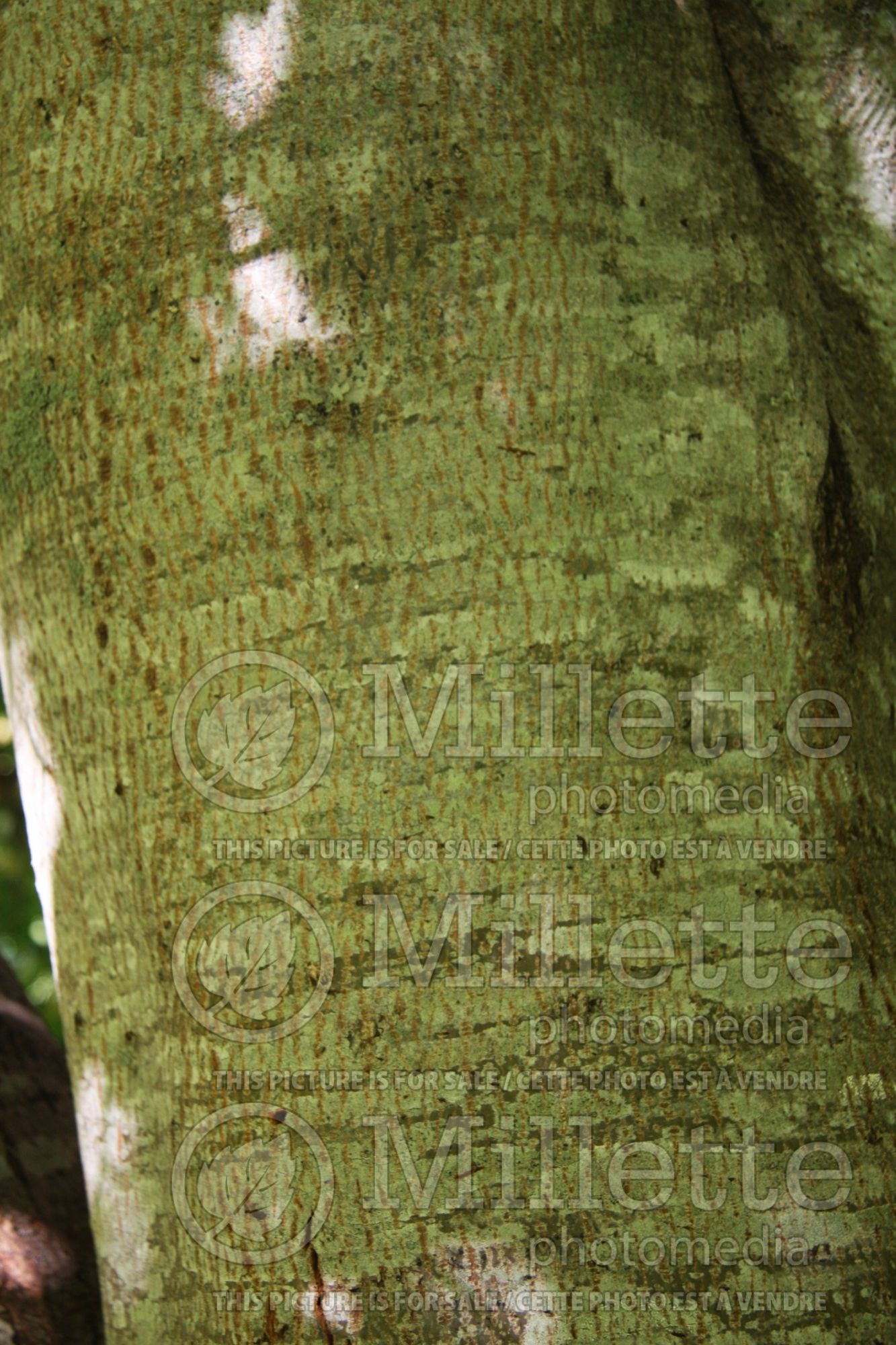 Tilia cordata - bark (littleleaf linden) 9