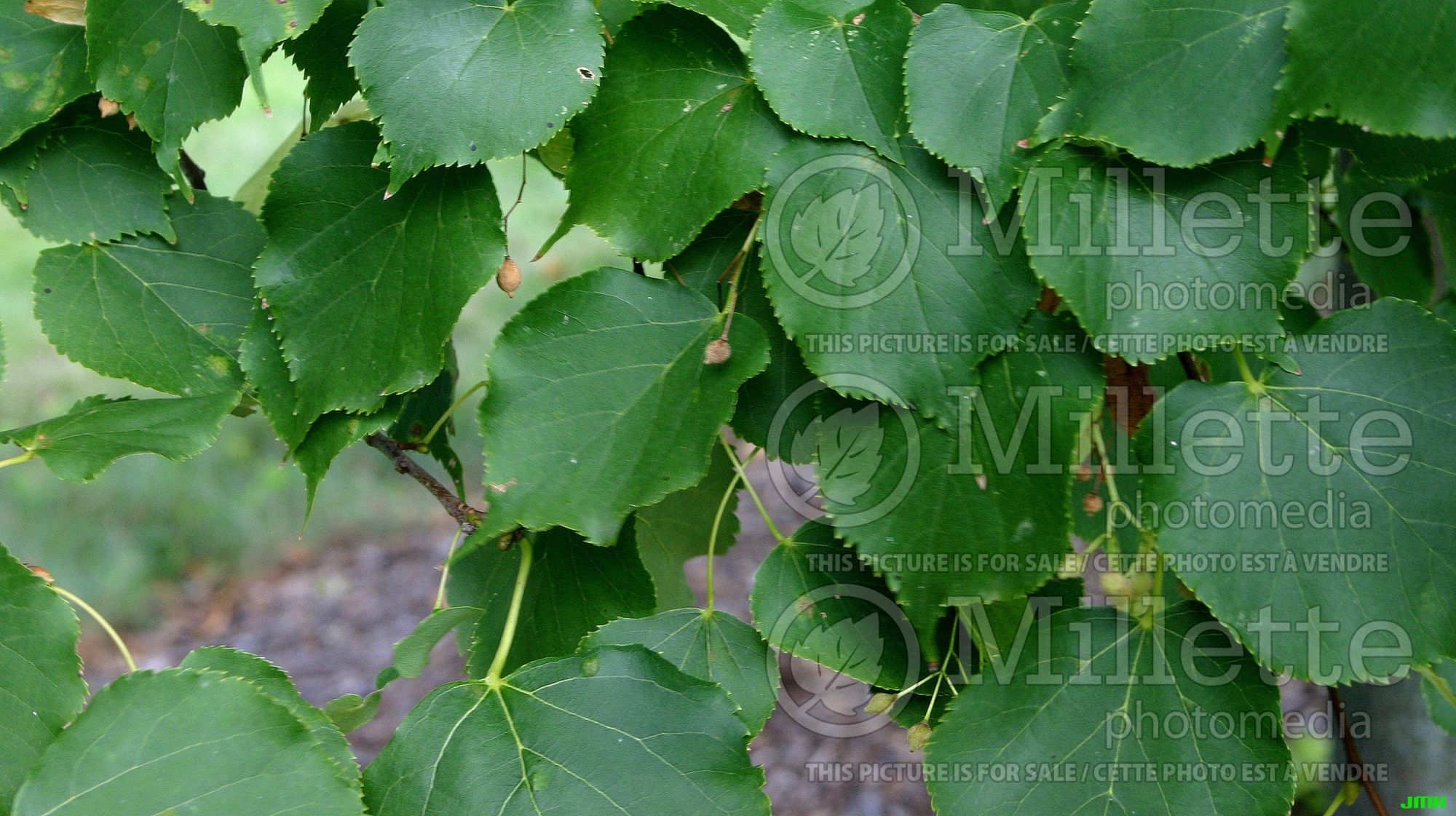 Tilia Greenspire (Littleleaf Linden) 3