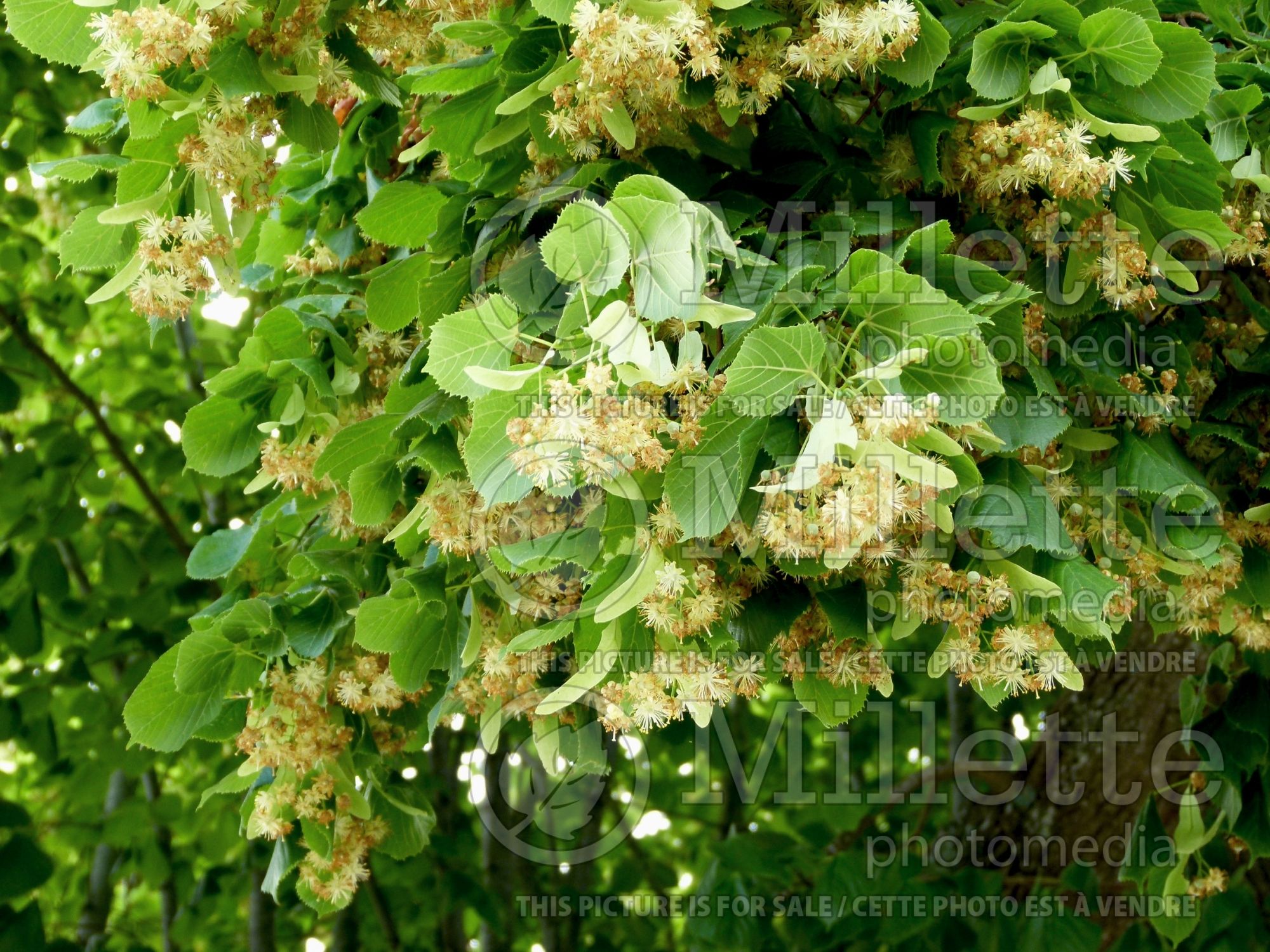 Tilia cordata (littleleaf linden) 8
