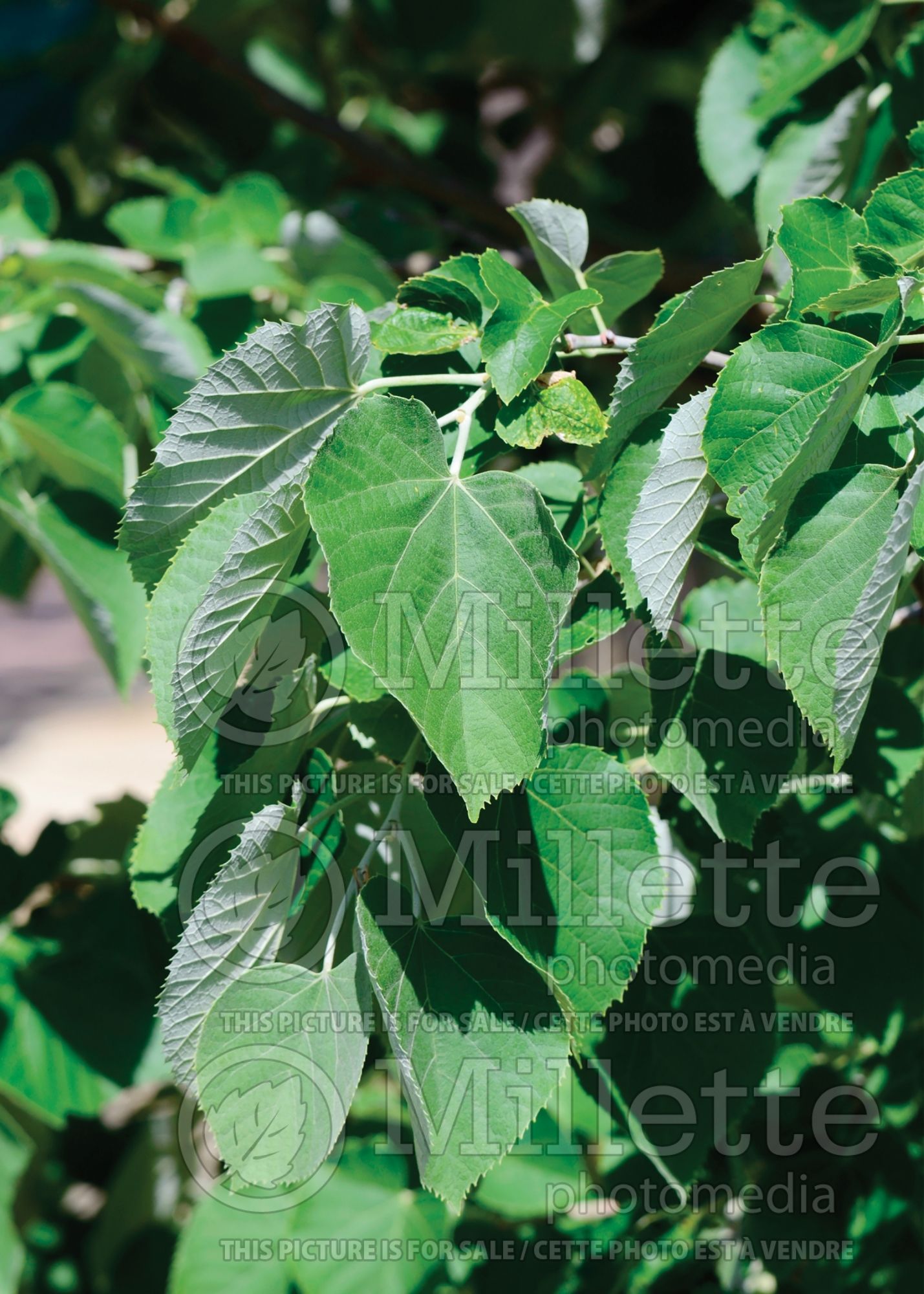 Tilia Sterling (Sterling Silver Linden) 7