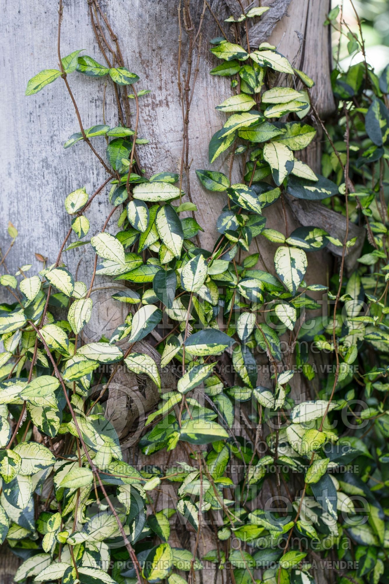 Trachelospermum Ogon Nishiki (Asiatic jasmine) 4