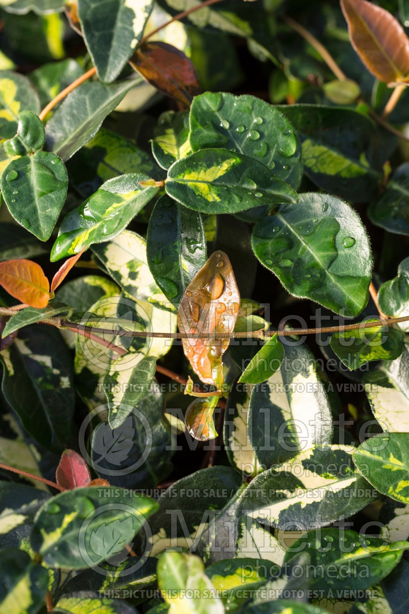 Trachelospermum Summer Sunset (Asiatic Jasmine) 1