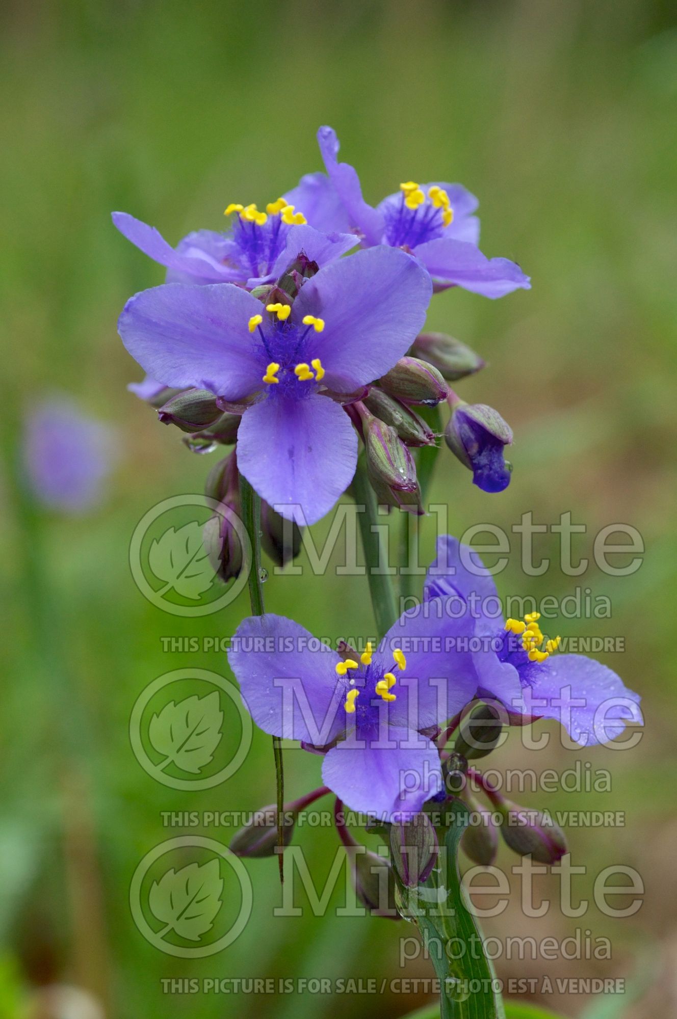 Tradescantia ohiensis (Spiderwort) 3