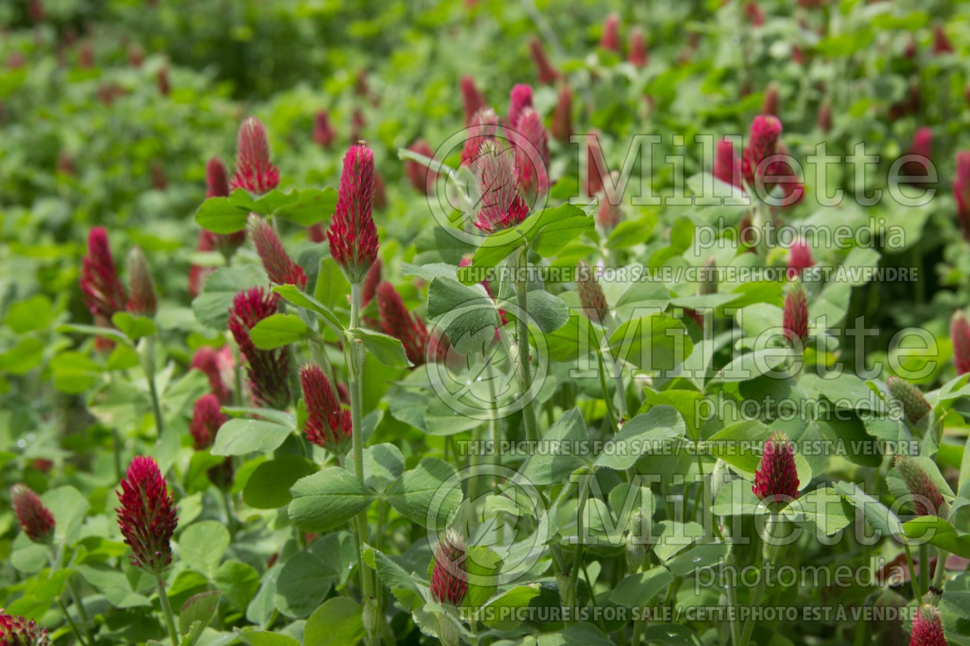 Trifolium incarnatum (crimson clover) 4
