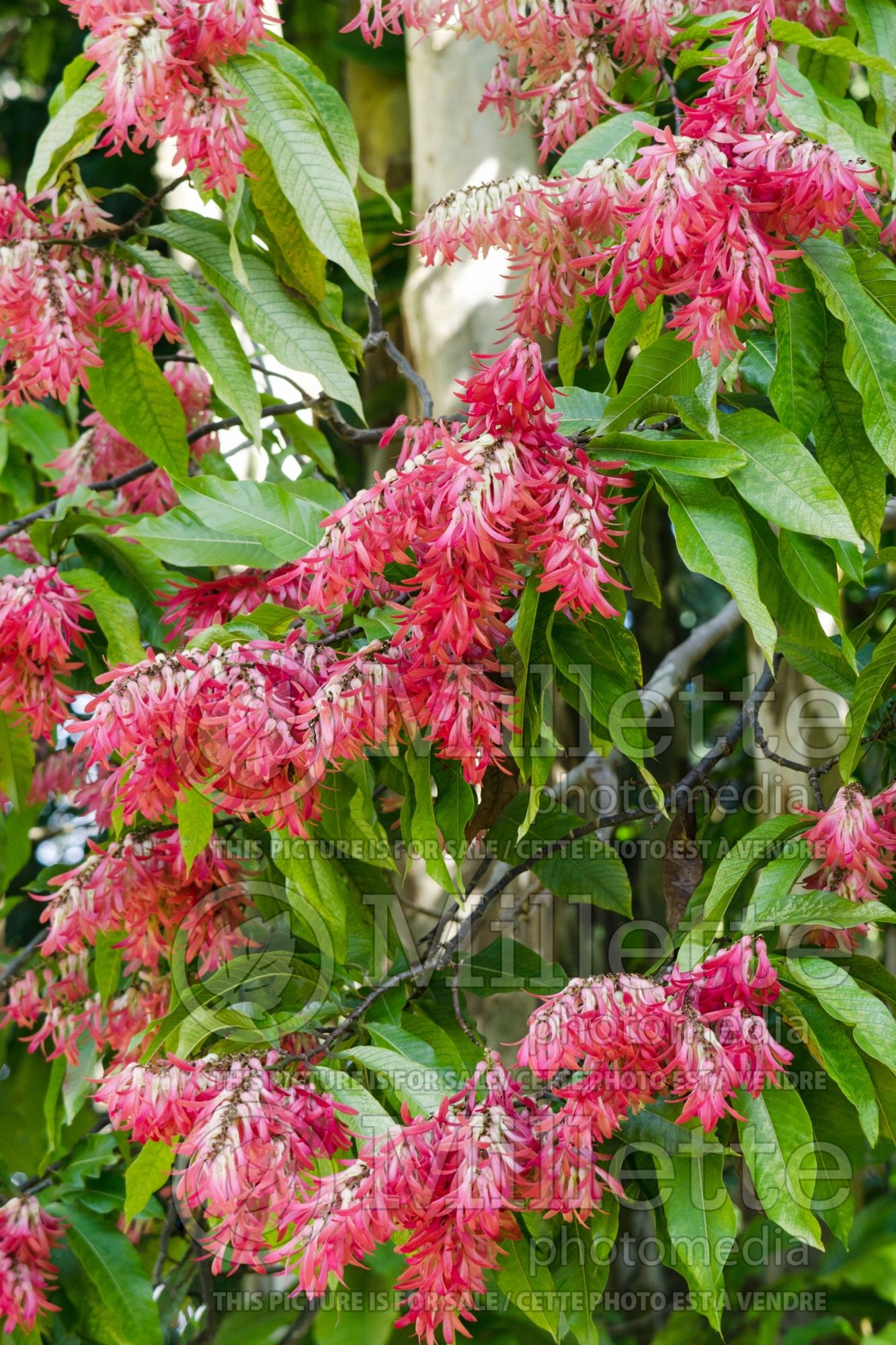 Triplaris cumingiana (Long John Tree, Ant Tree) 1