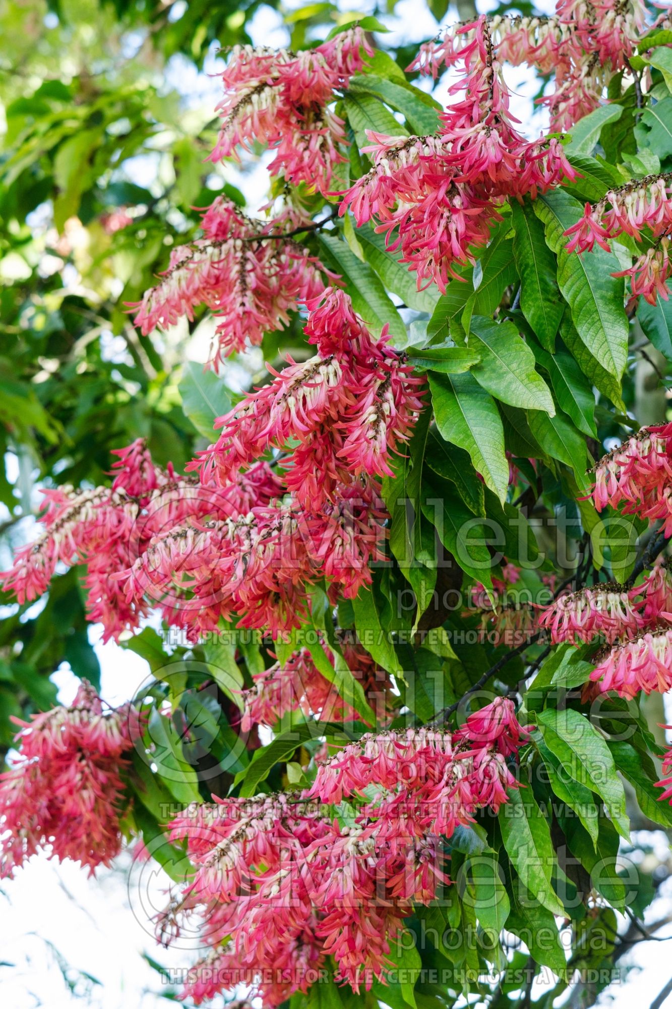 Triplaris cumingiana (Long John Tree, Ant Tree) 2