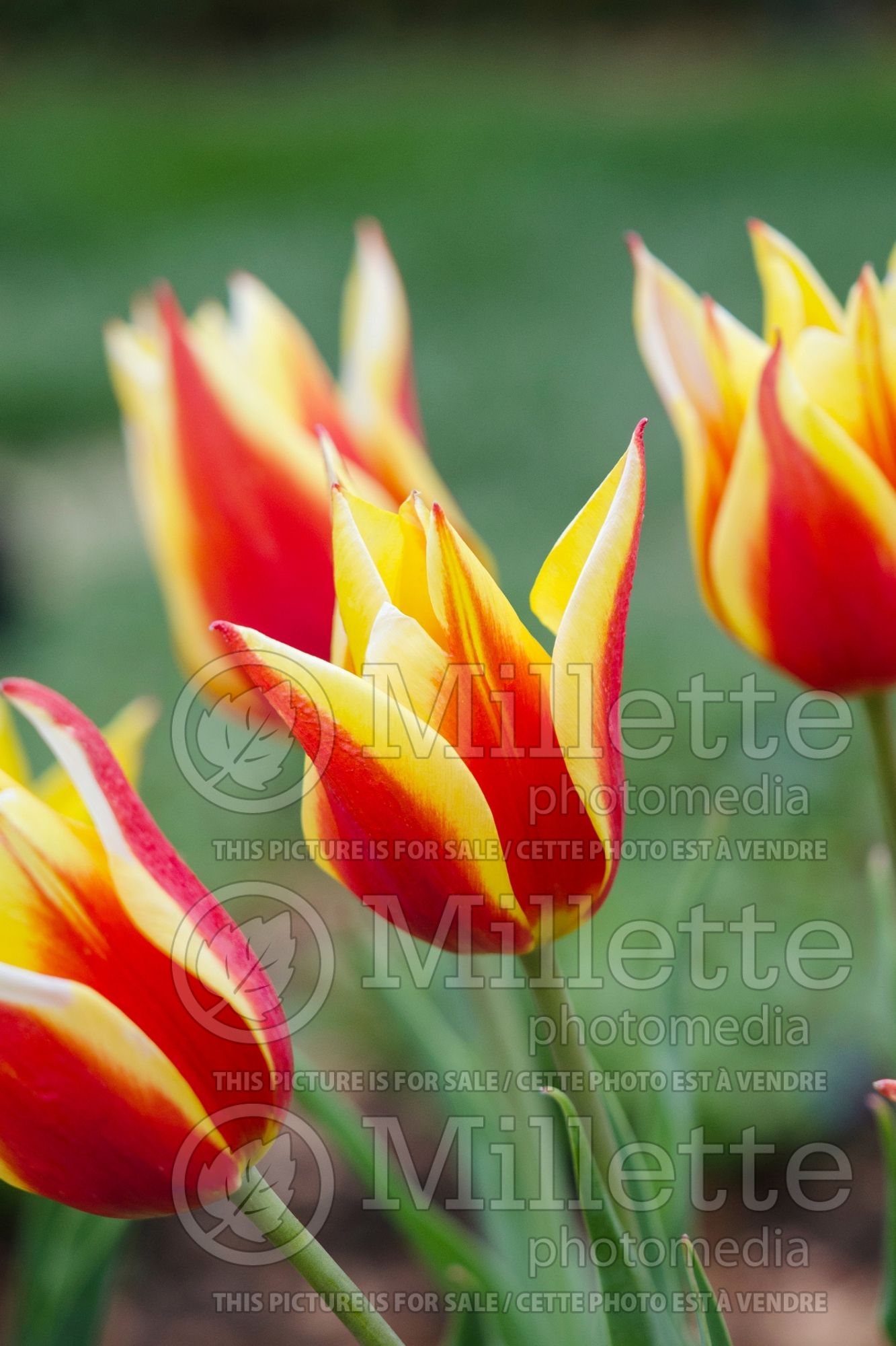 Tulipa Ballade Dream aka Sonnet (Lily-Flowered Tulip) 1