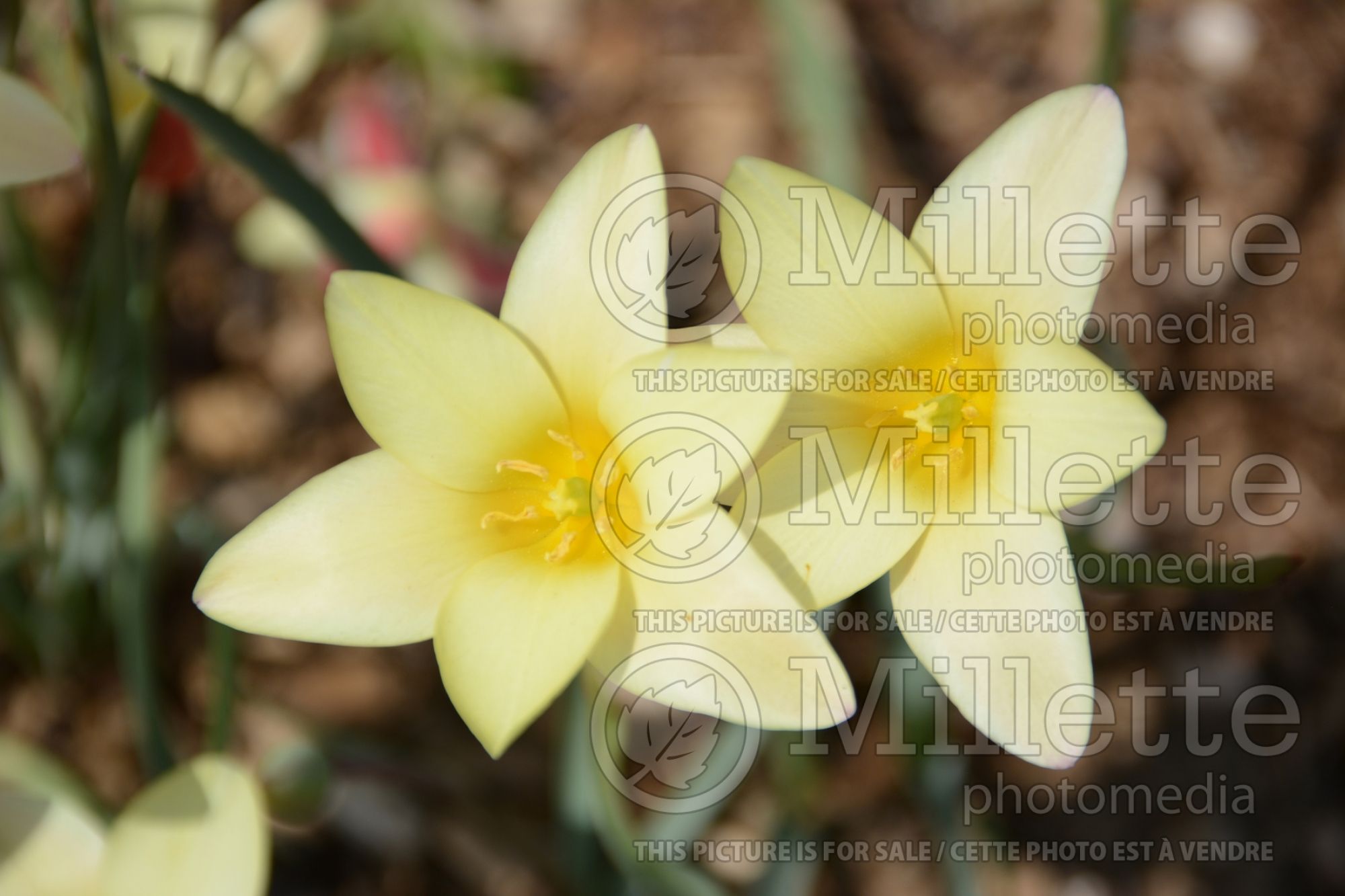 Tulipa clusiana var. stellata (Species Tulip) 2