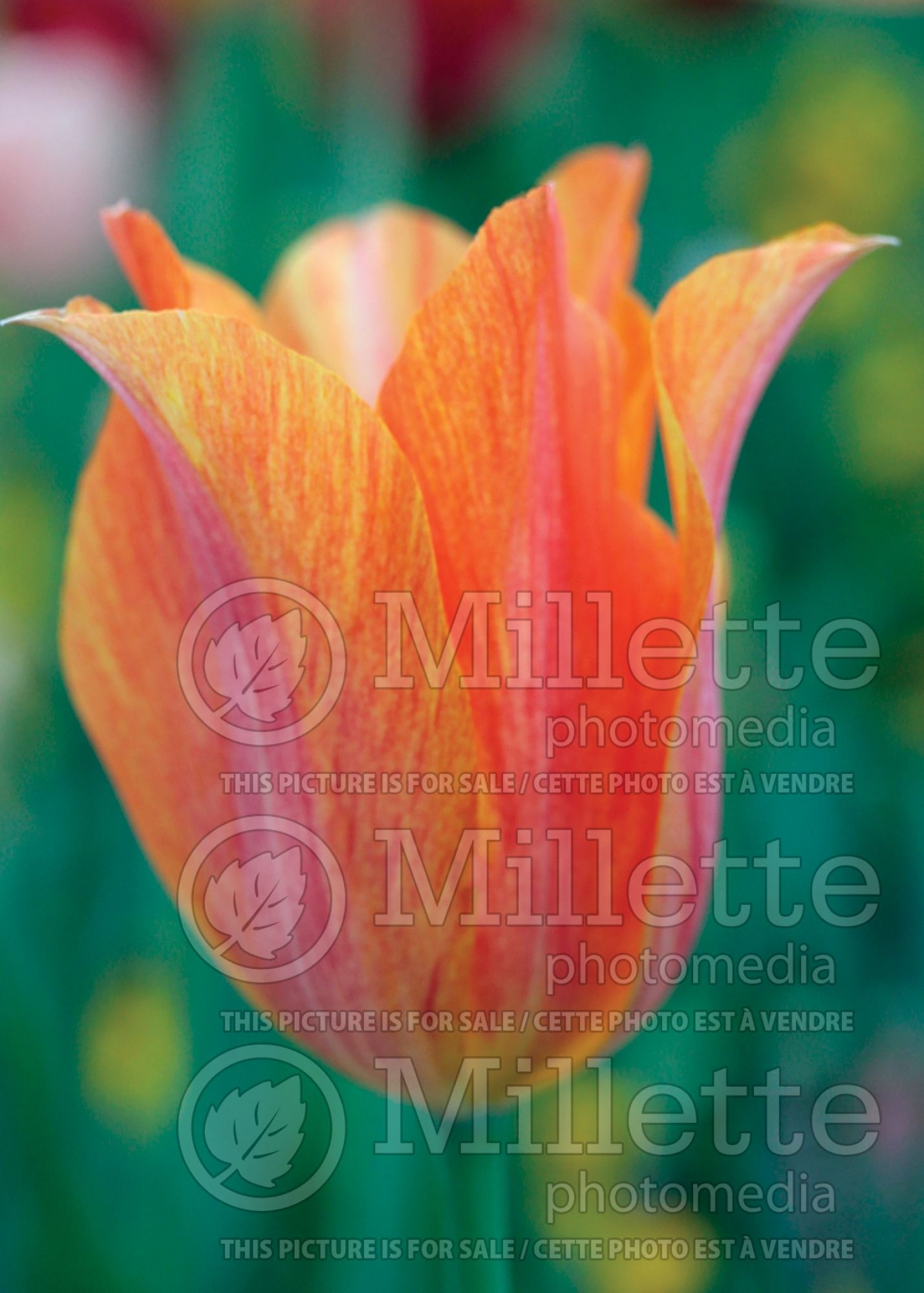Tulipa El Nino (Tulip) 1