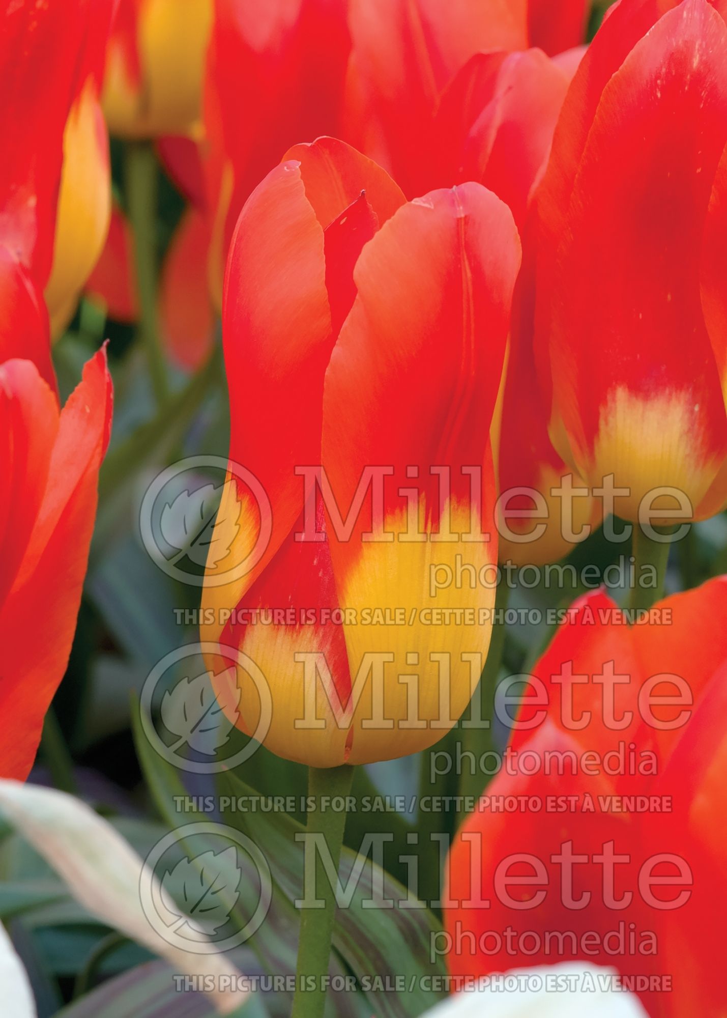 Tulipa Juan (Tulip bulb) 1