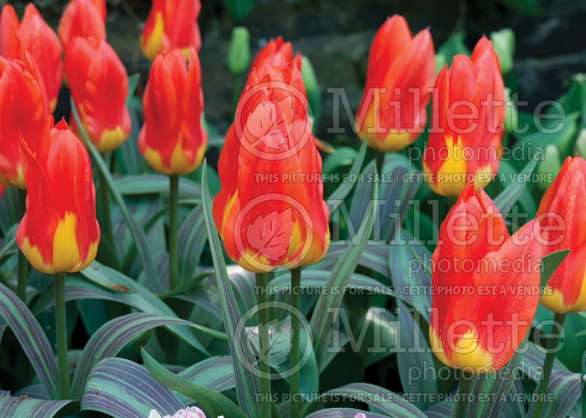Tulipa Juan (Tulip bulb) 3