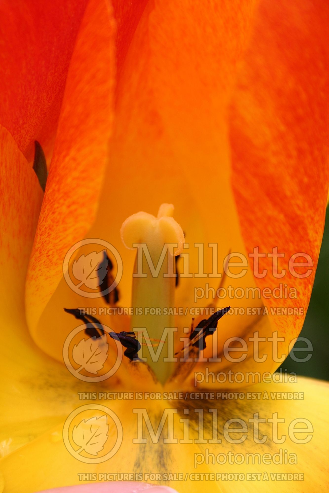 Tulipa Generaal De Wet (Single Early Tulip) 2