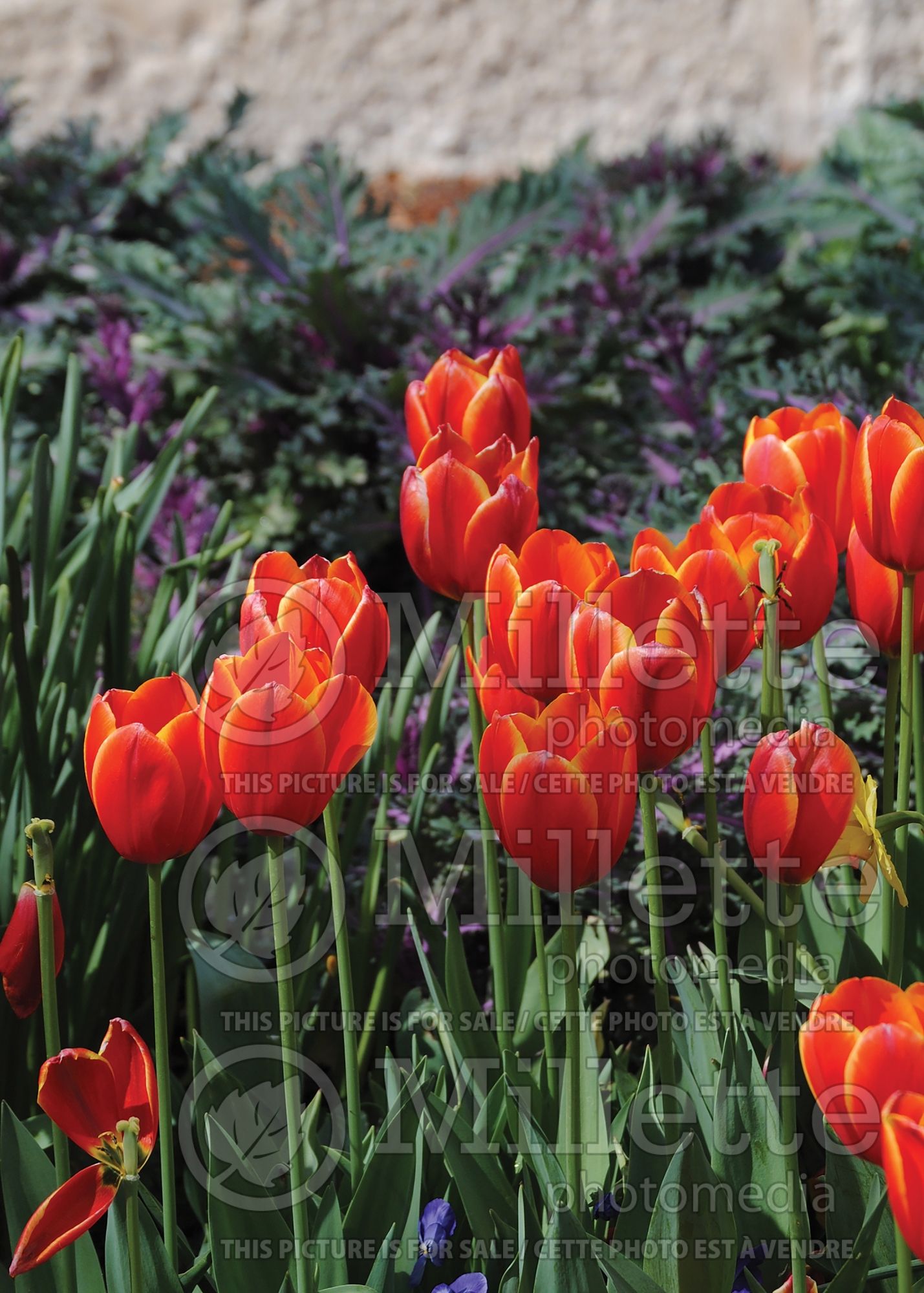 Tulipa World's Favorite (Darwin Tulip) 2