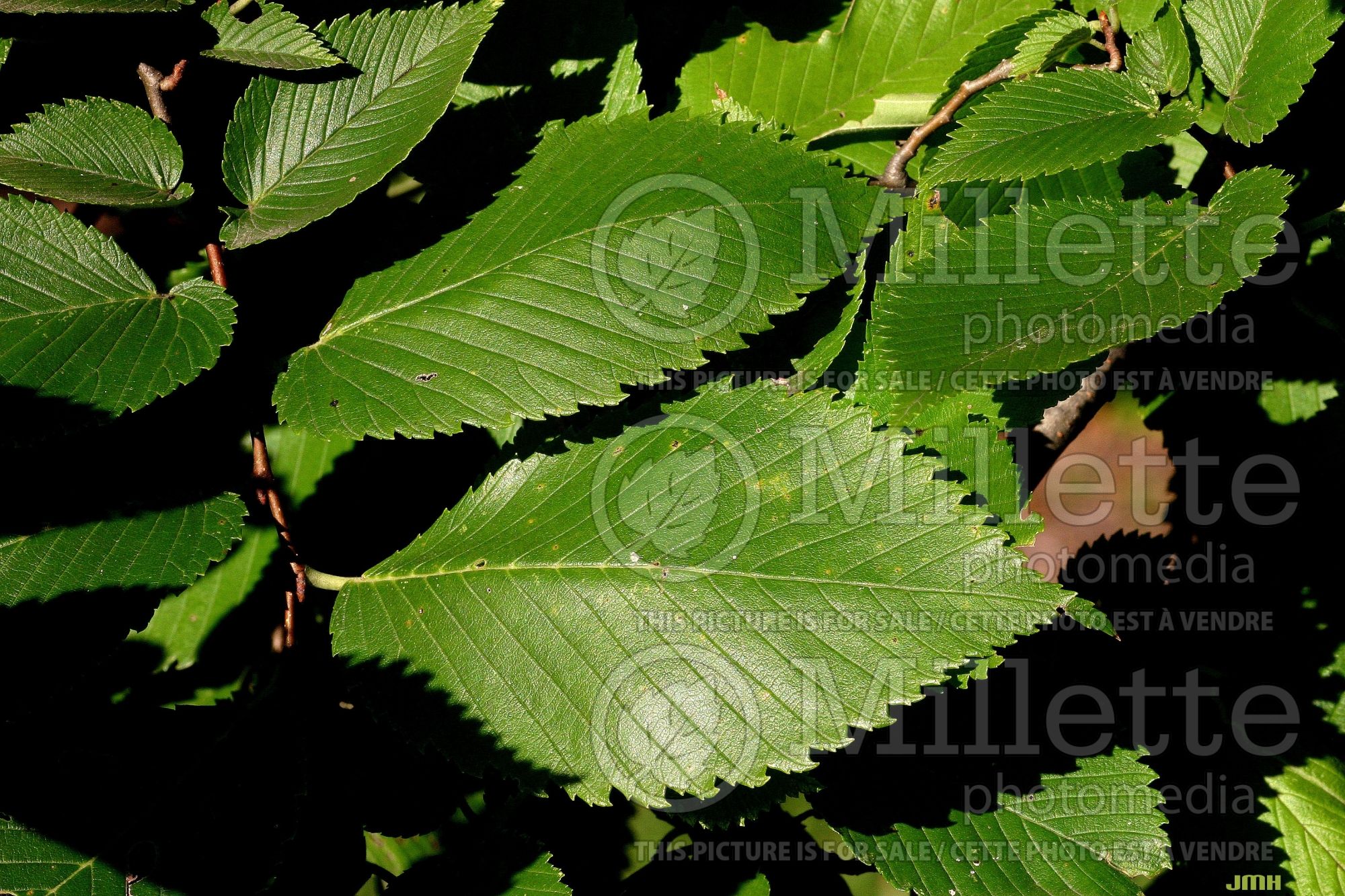 Ulmus Valley Forge (American Elm) 2