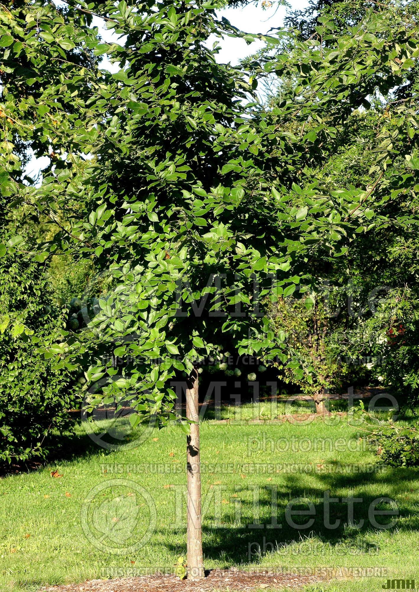 Ulmus Valley Forge (American Elm) 1