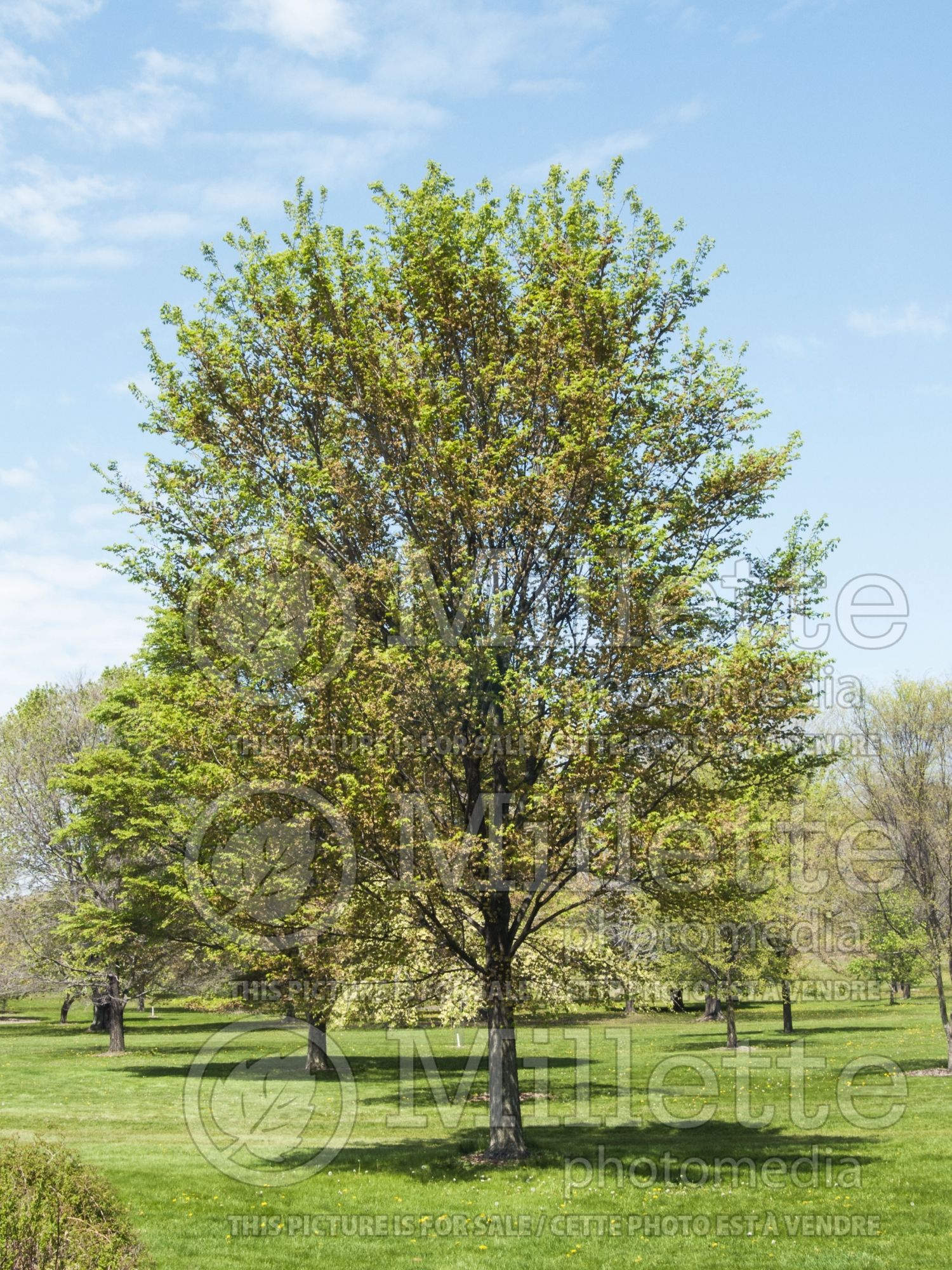 Ulmus Morton Glossy aka Triumph (Elm) 2
