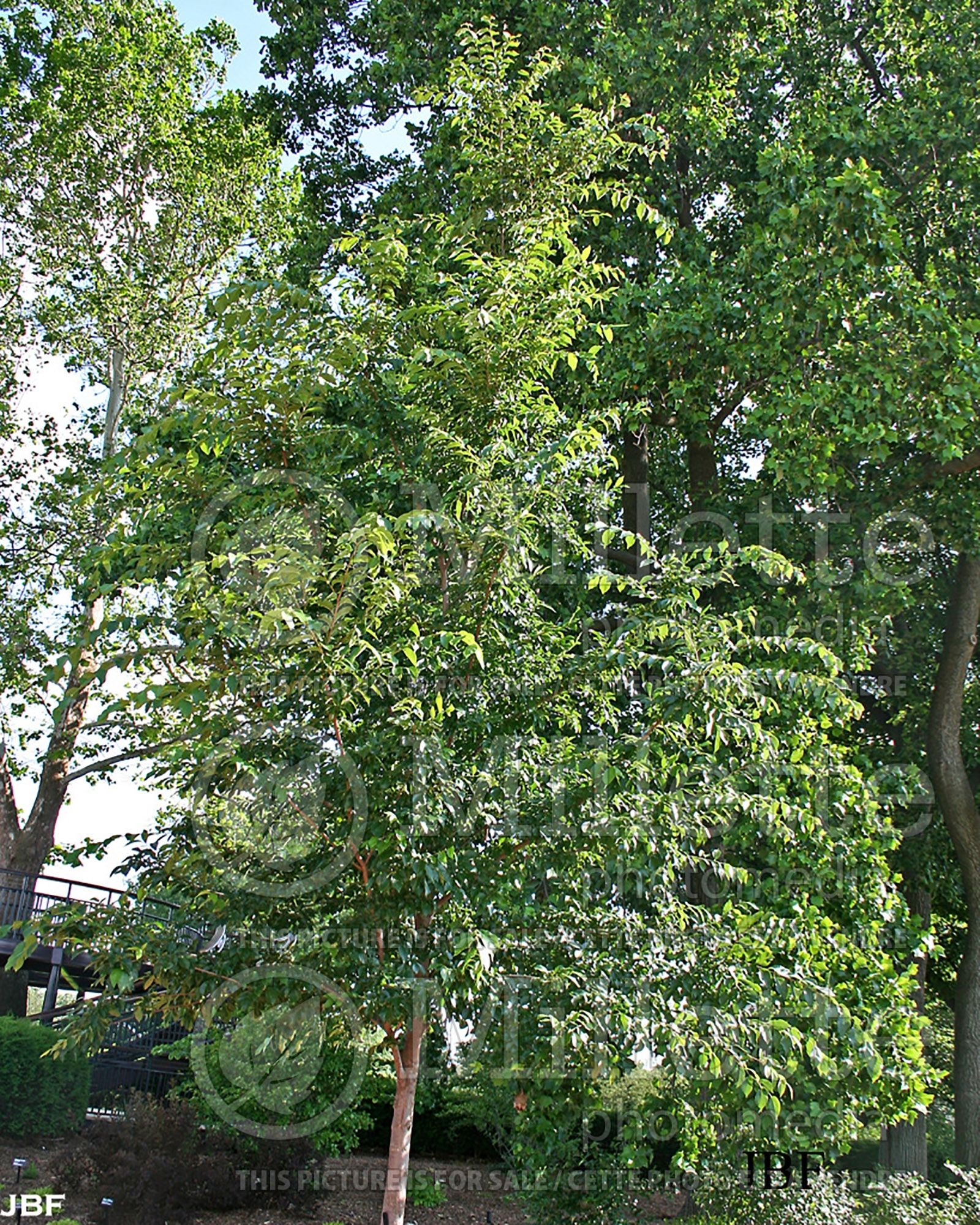 Ulmus Morton Glossy aka Triumph (Elm) 1