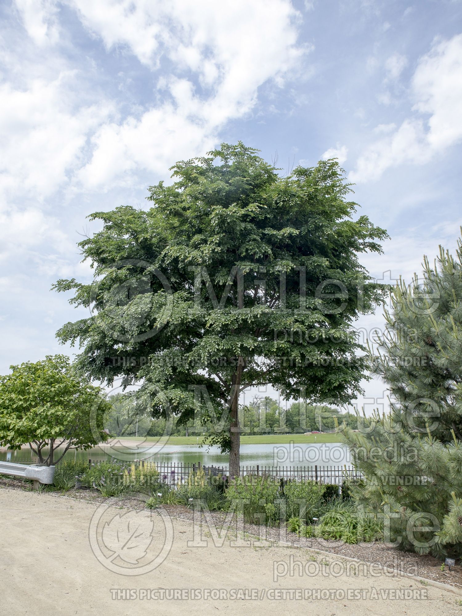 Ulmus Accolade aka Morton (Elm) 1