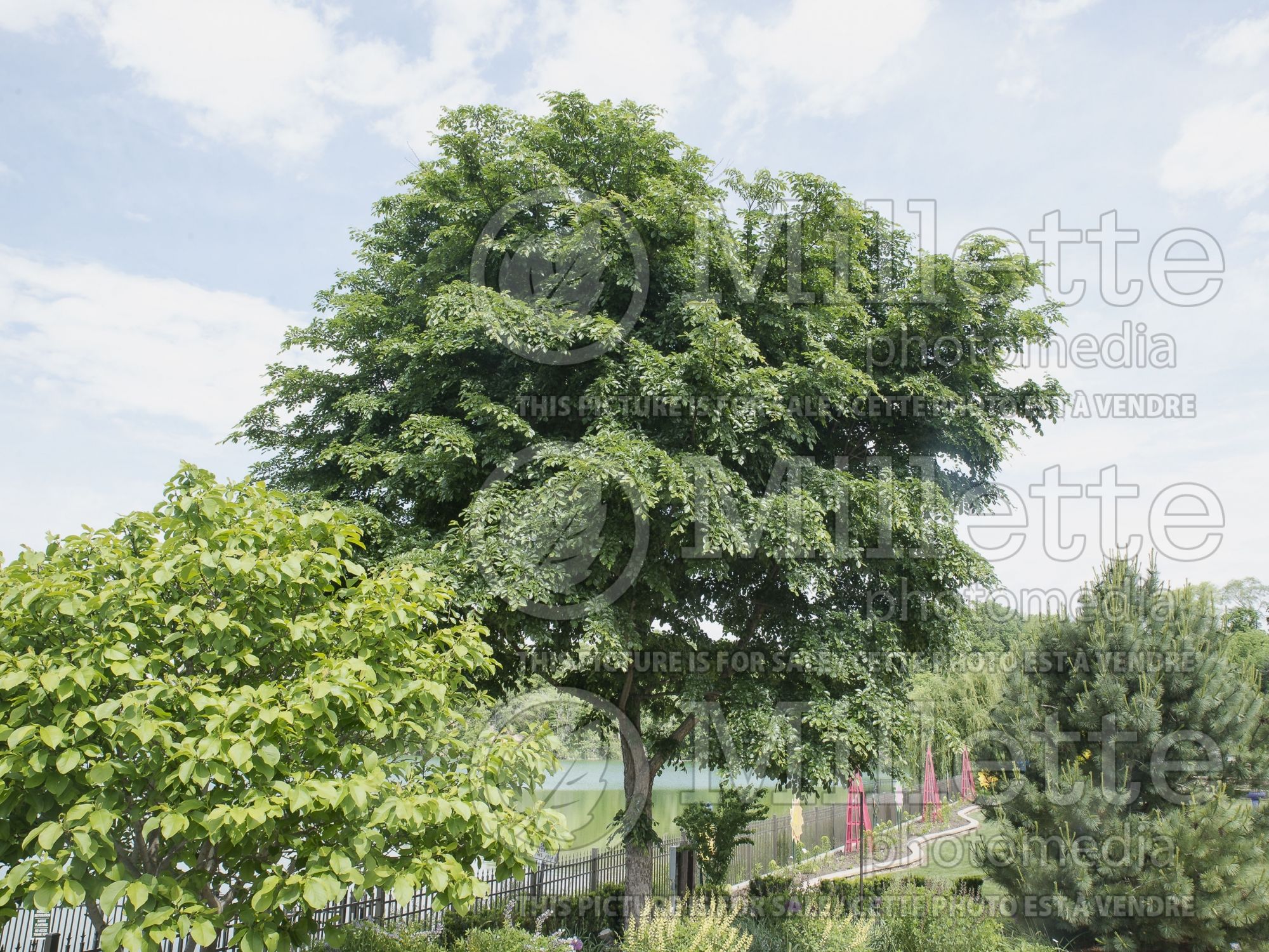 Ulmus Accolade aka Morton (Elm) 2