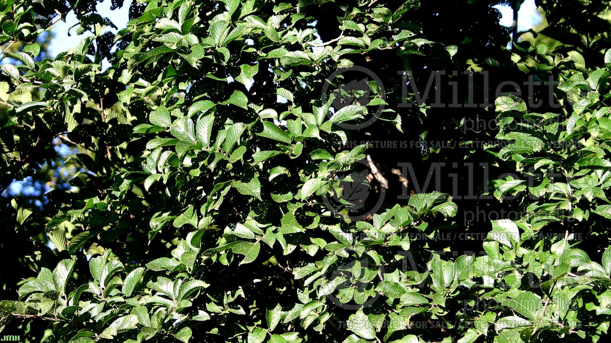 Ulmus Patriot (Elm) 1
