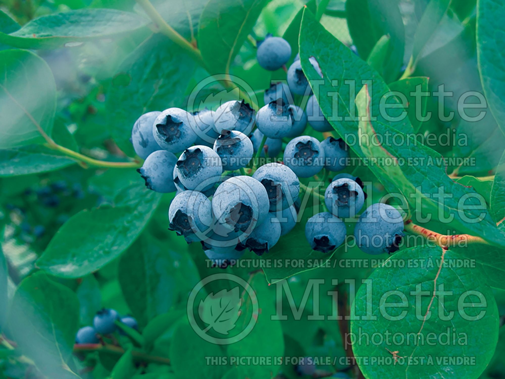Vaccinium Powder Blue (Blueberry) 1