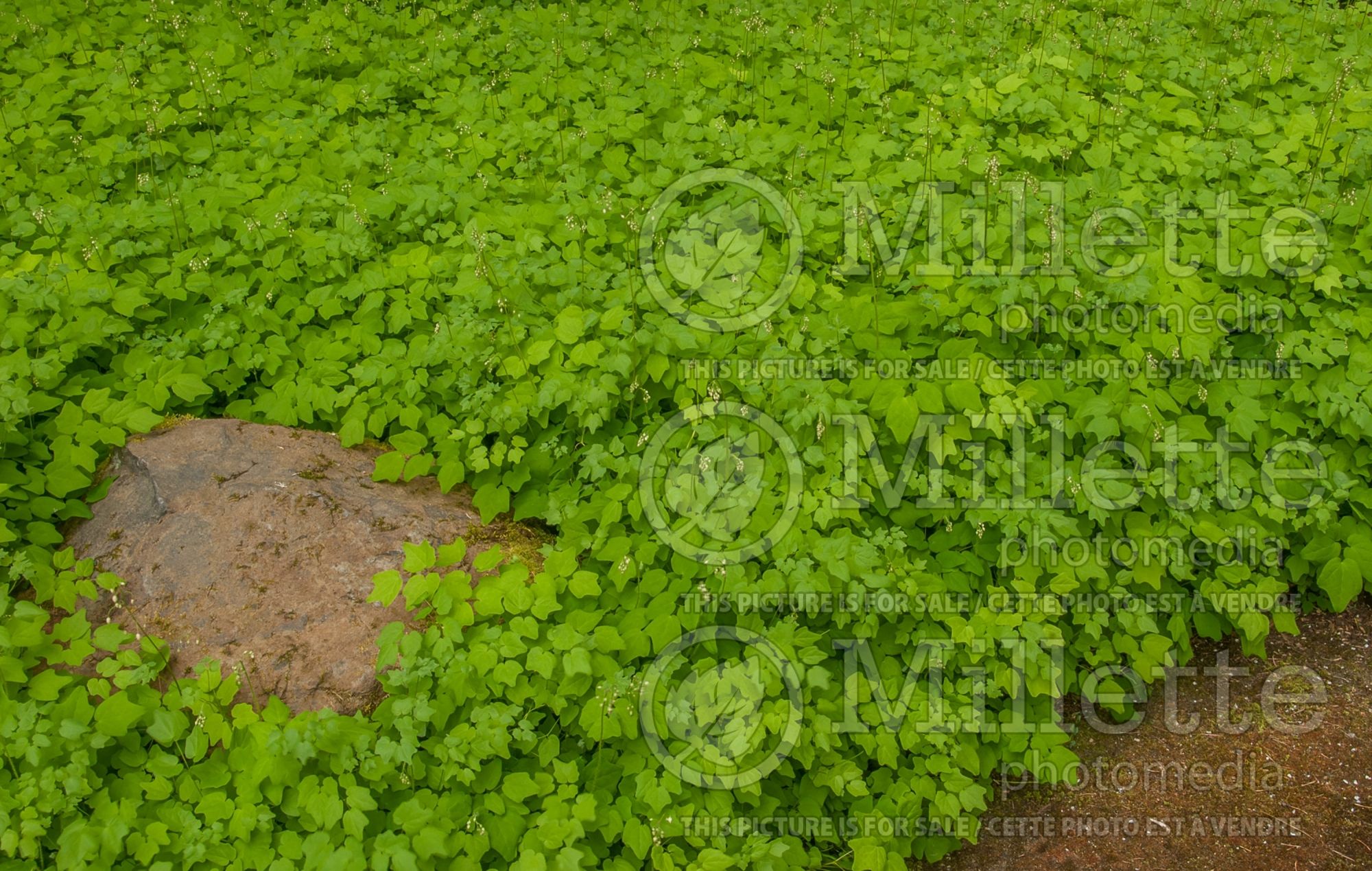 Vancouveria hexandra (American barrenwort Insideout Flower) 3