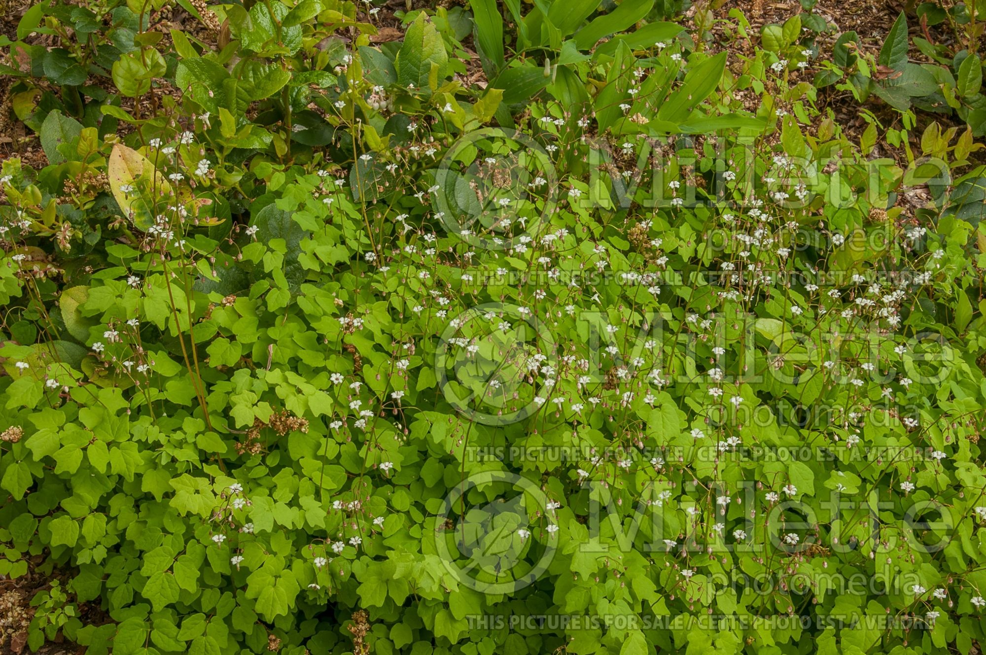 Vancouveria hexandra (American barrenwort Insideout Flower) 4