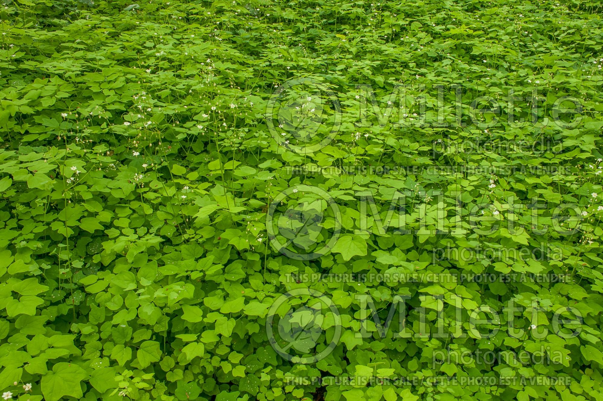 Vancouveria hexandra (American barrenwort Insideout Flower) 5