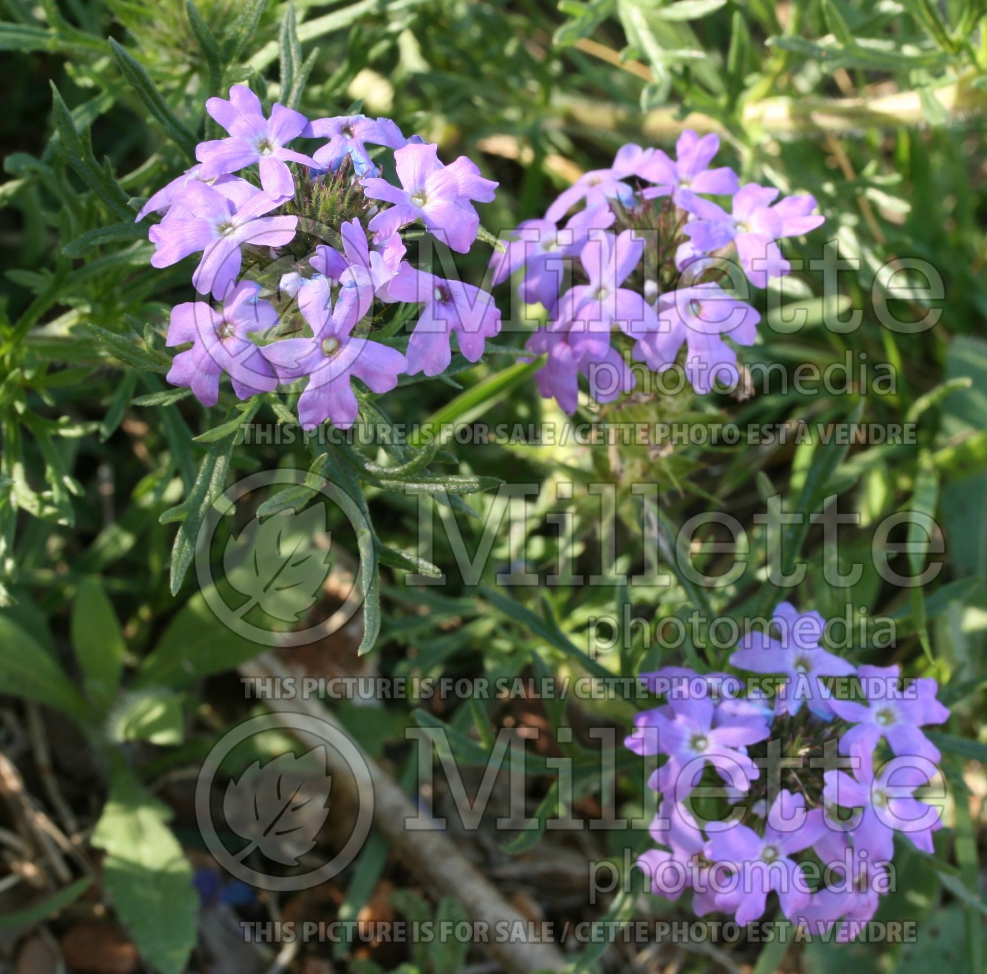 Verbena bipinnatifida (vervain) 1