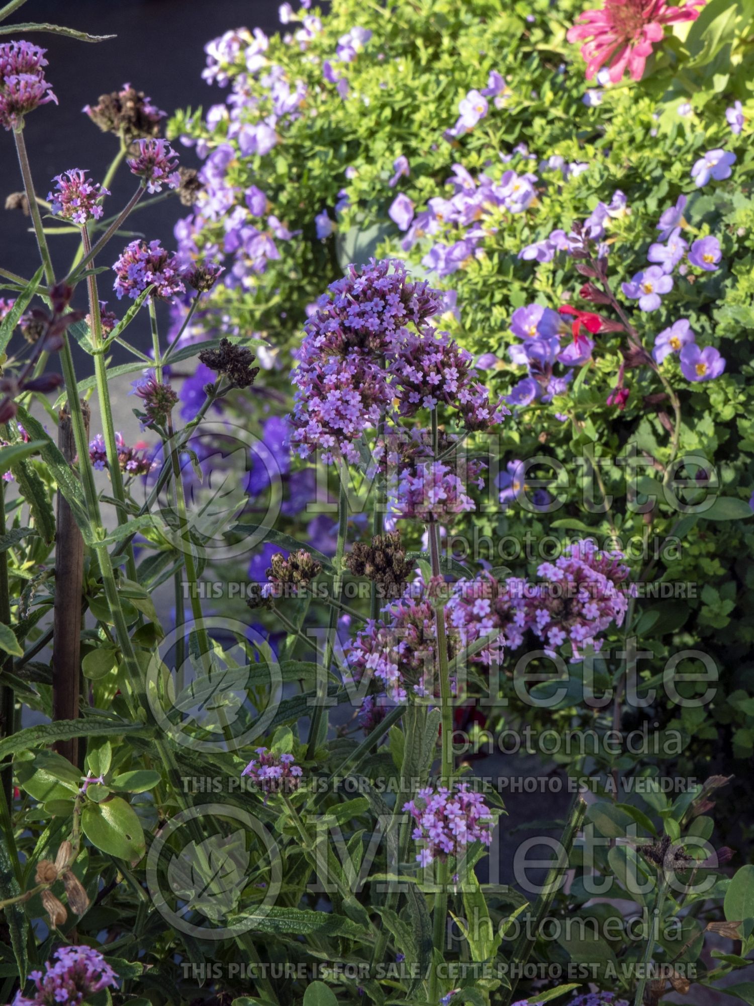 Verbena Meteor Shower (Verbena) 3