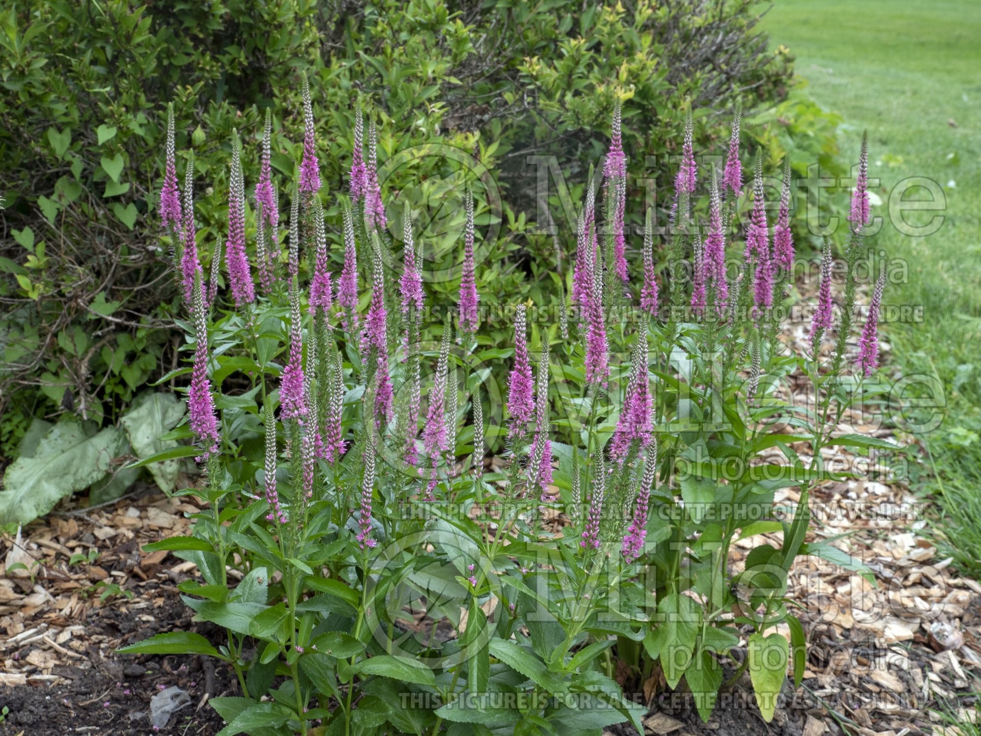 Veronica Perfectly Picasso (Woolly Speedwell) 4