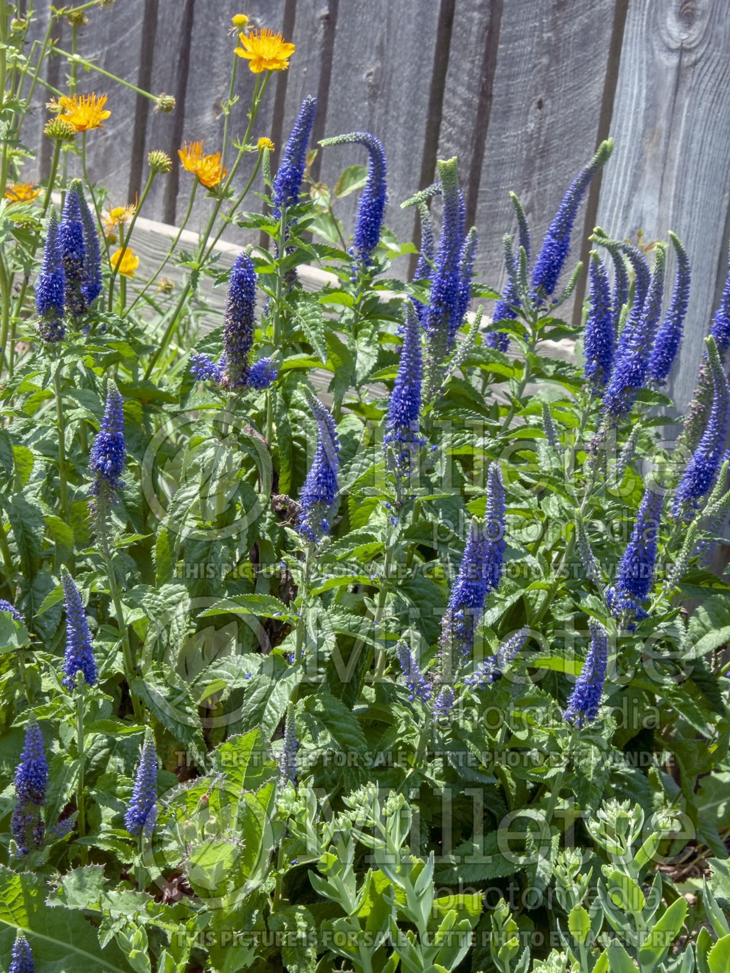 Veronica Sunny Border Blue (Speedwell) 3