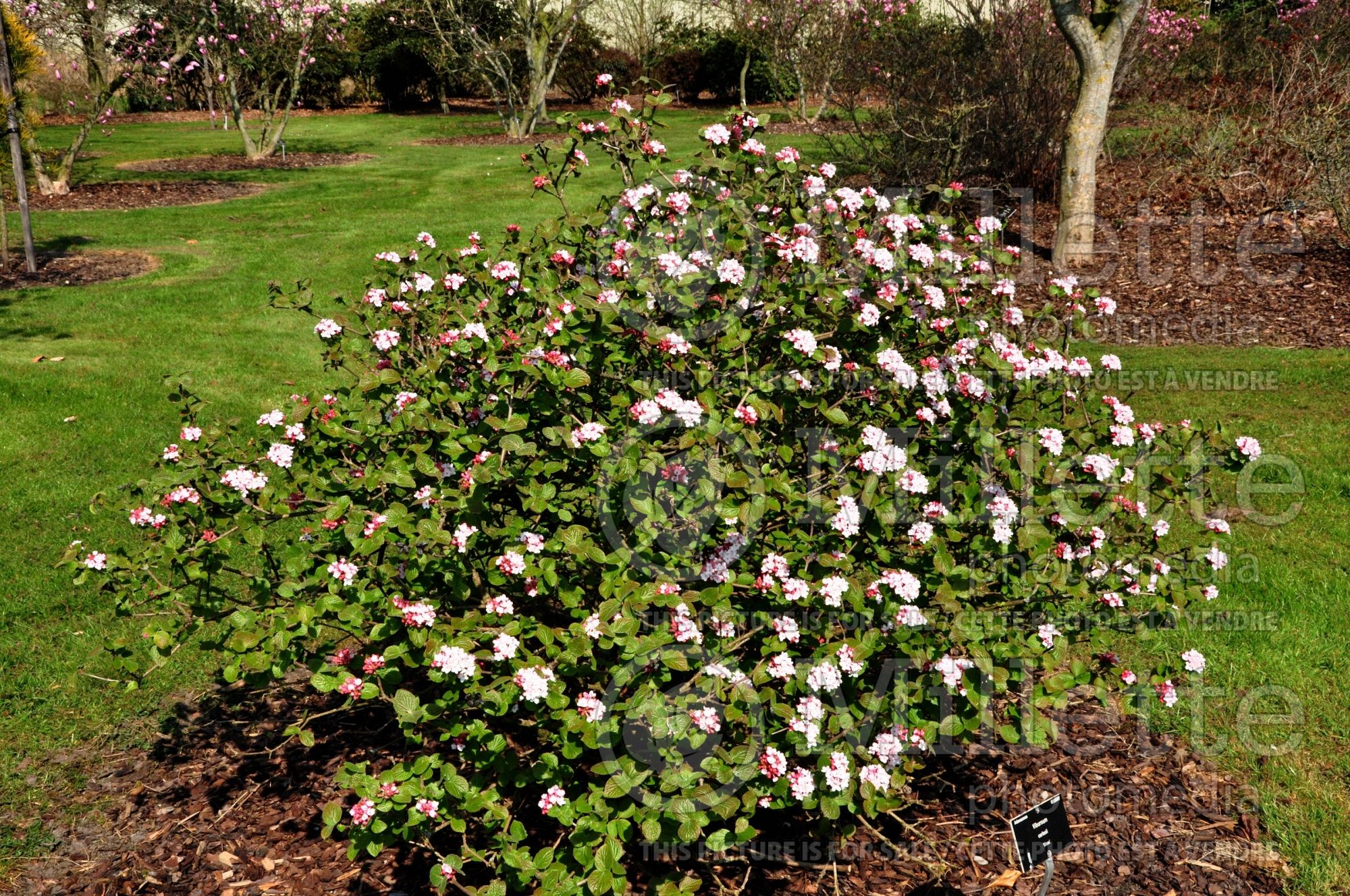 Viburnum Diane aka Diana (Korean spice) 3